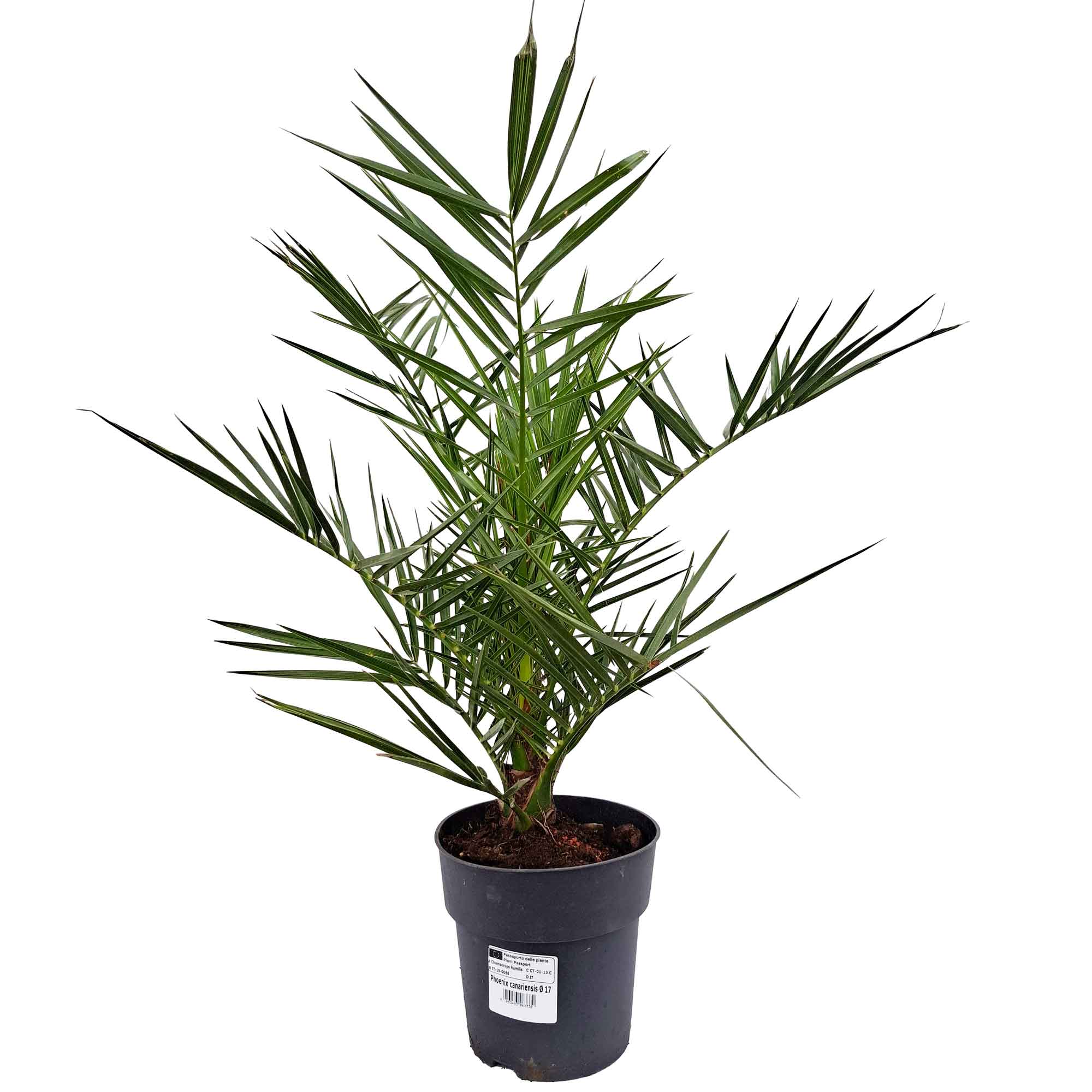 Phoenix Canariensis D.17