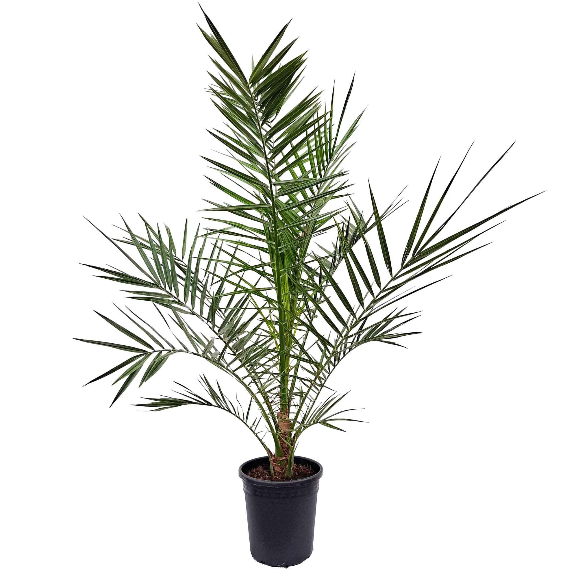 Phoenix Canariensis D.21