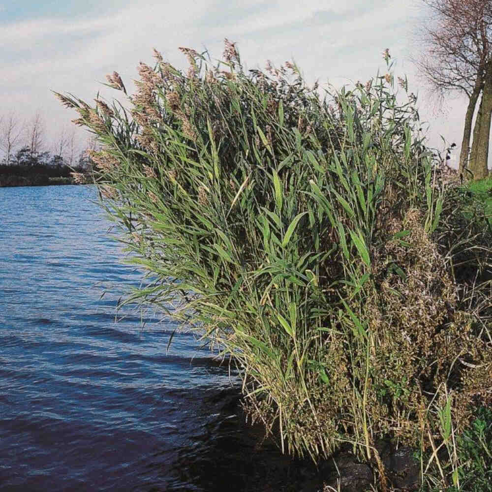 Phragmites australis 9cm