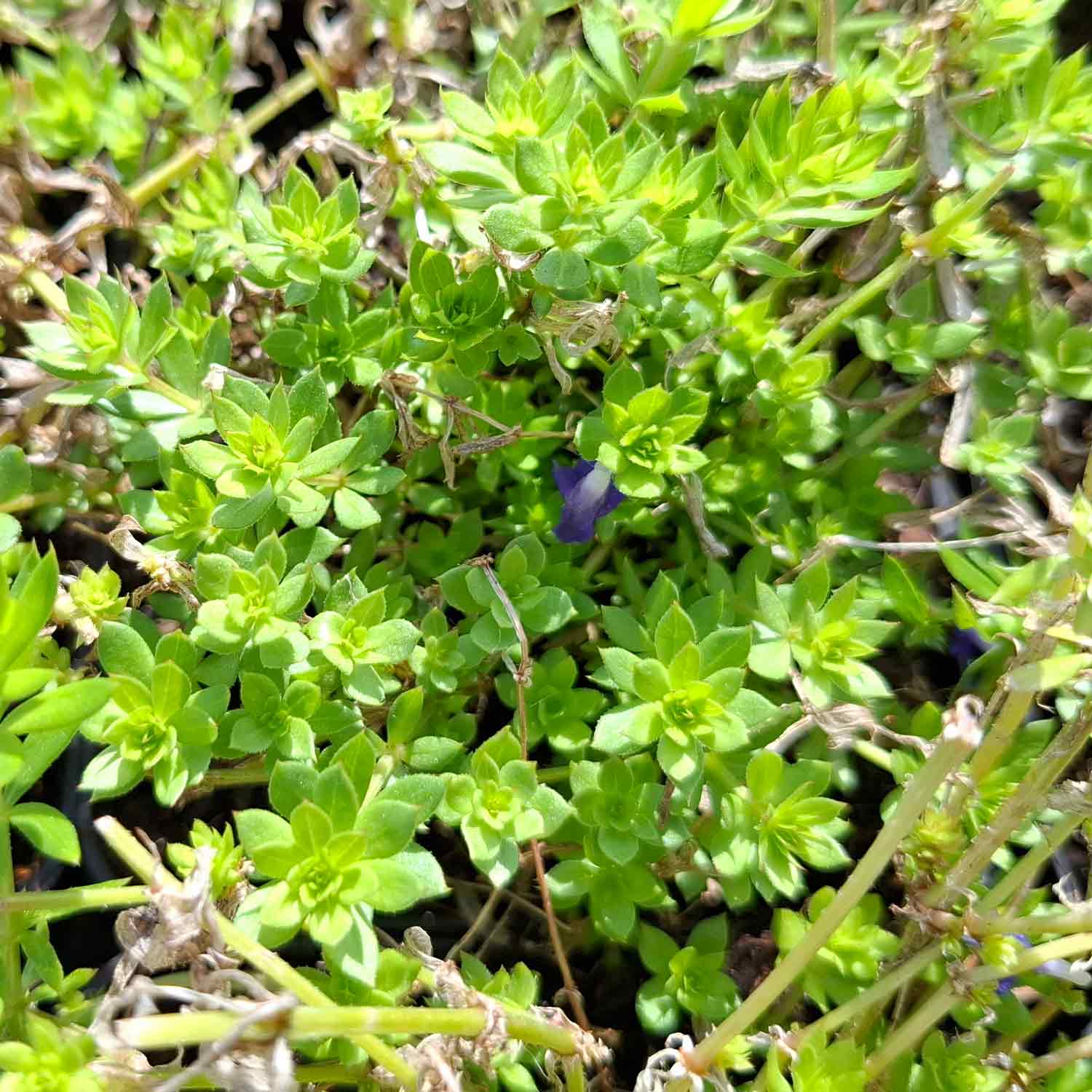 Phuopsis stylosa P9