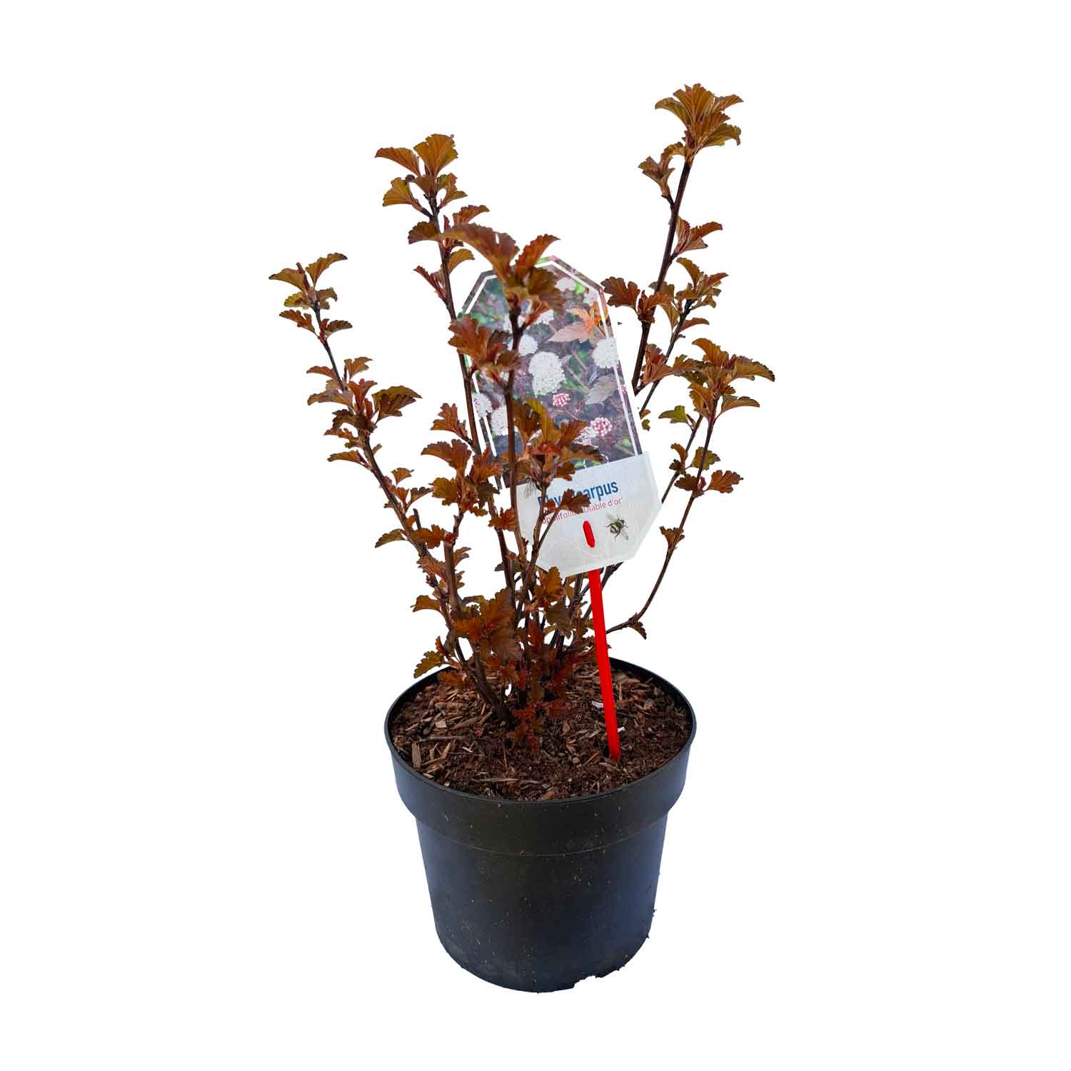Physocarpus opulif. 'Diablo d'or ® 30/40 C3