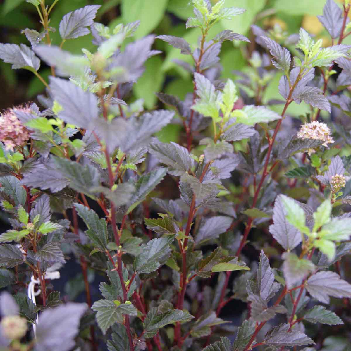 Blåsört - Physocarpus o. "Little Devil" C5