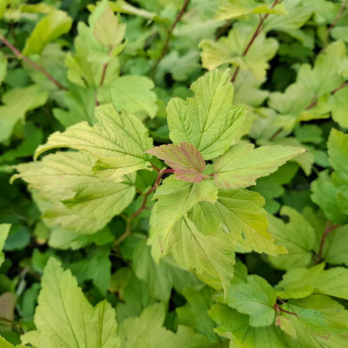Physocarpus opulif. 'Dart's Gold'50/60 C.10