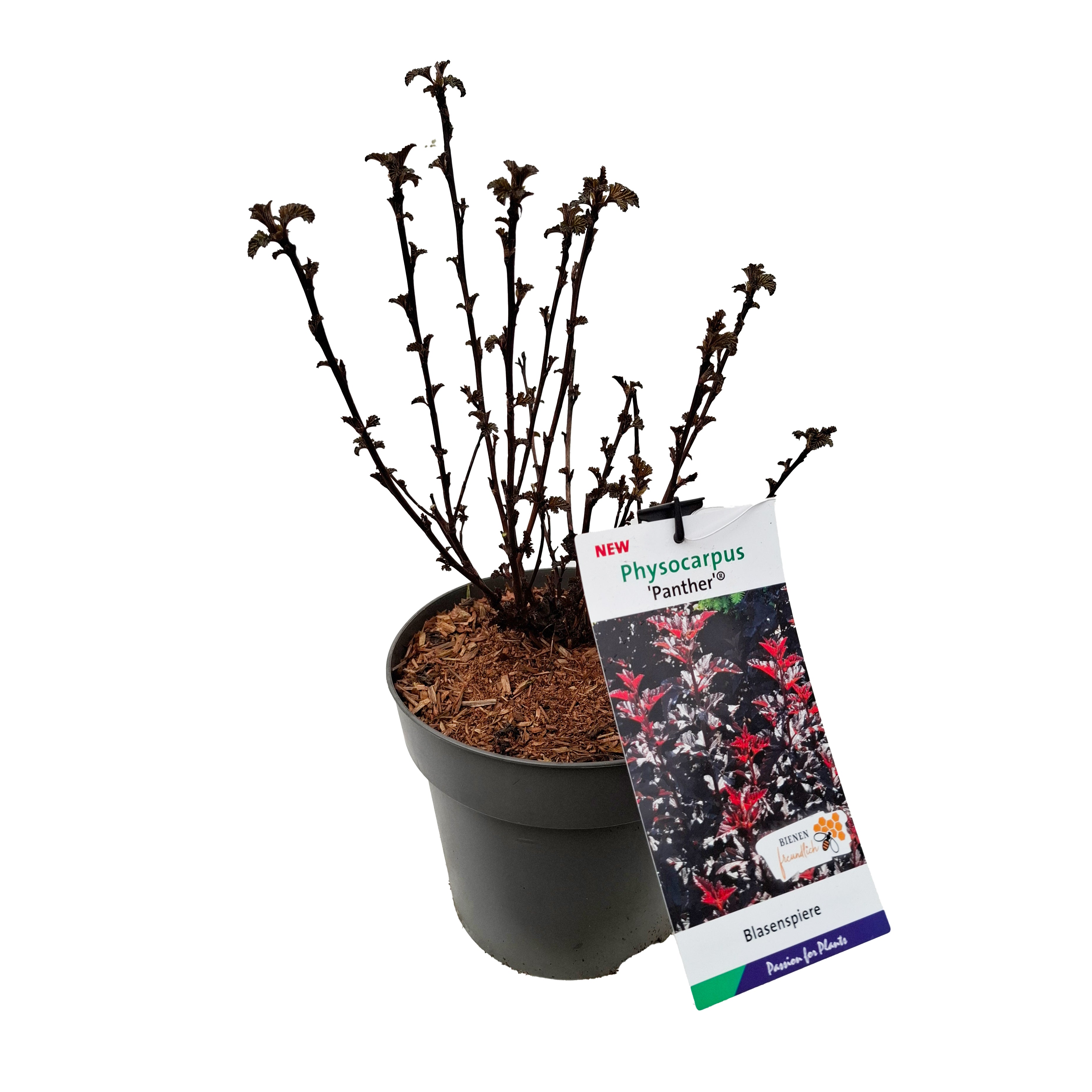 Physocarpus opul. 'Panther' PBR C5