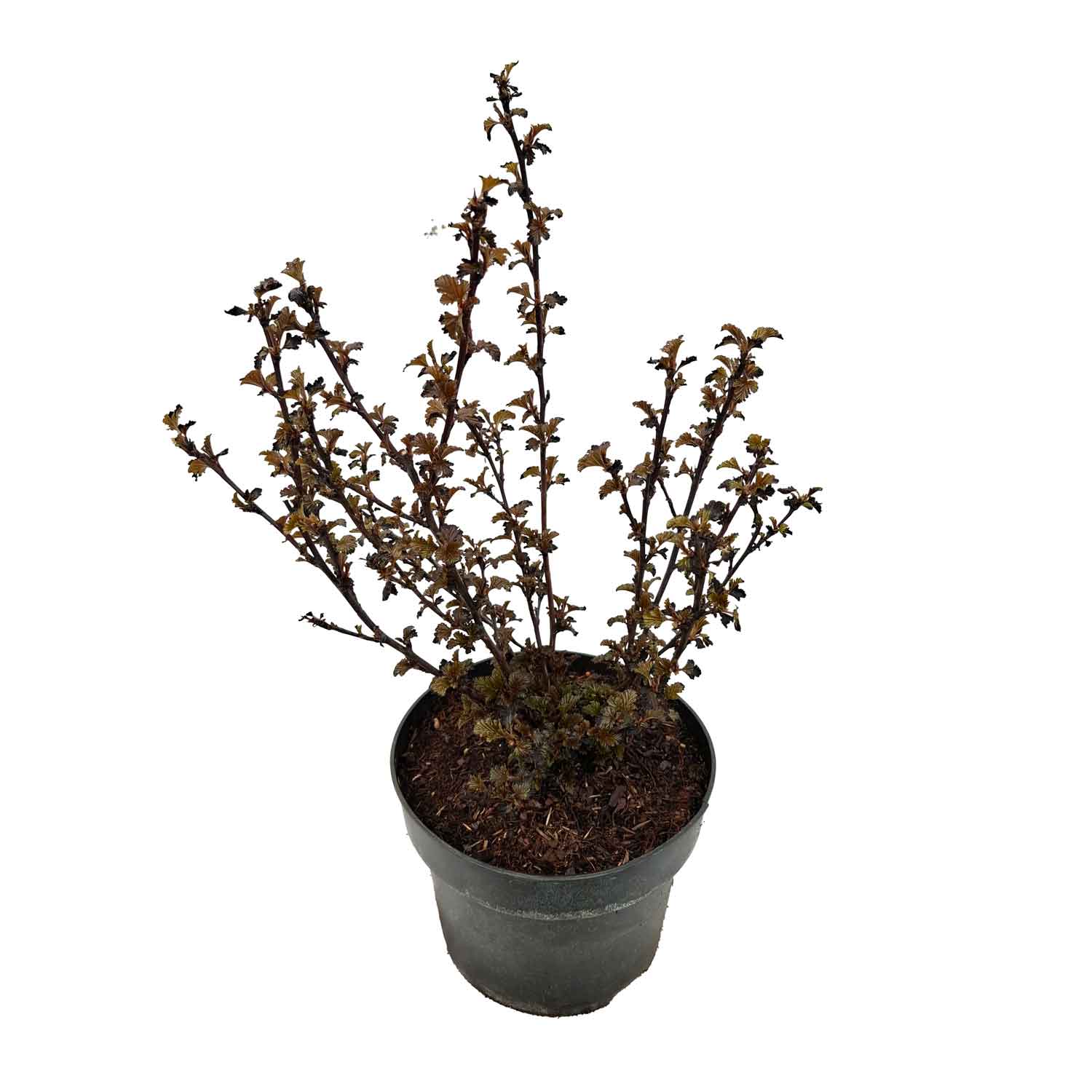 Physocarpus opulif. 'Panther' 40/60 C5