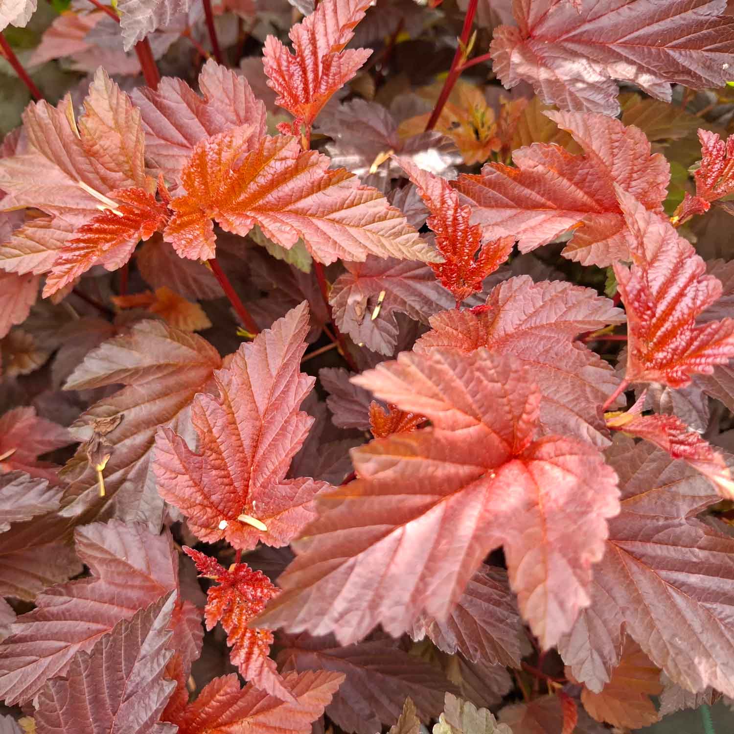 Physocarpus opulif.'Red Lady' ® 30/40 C3