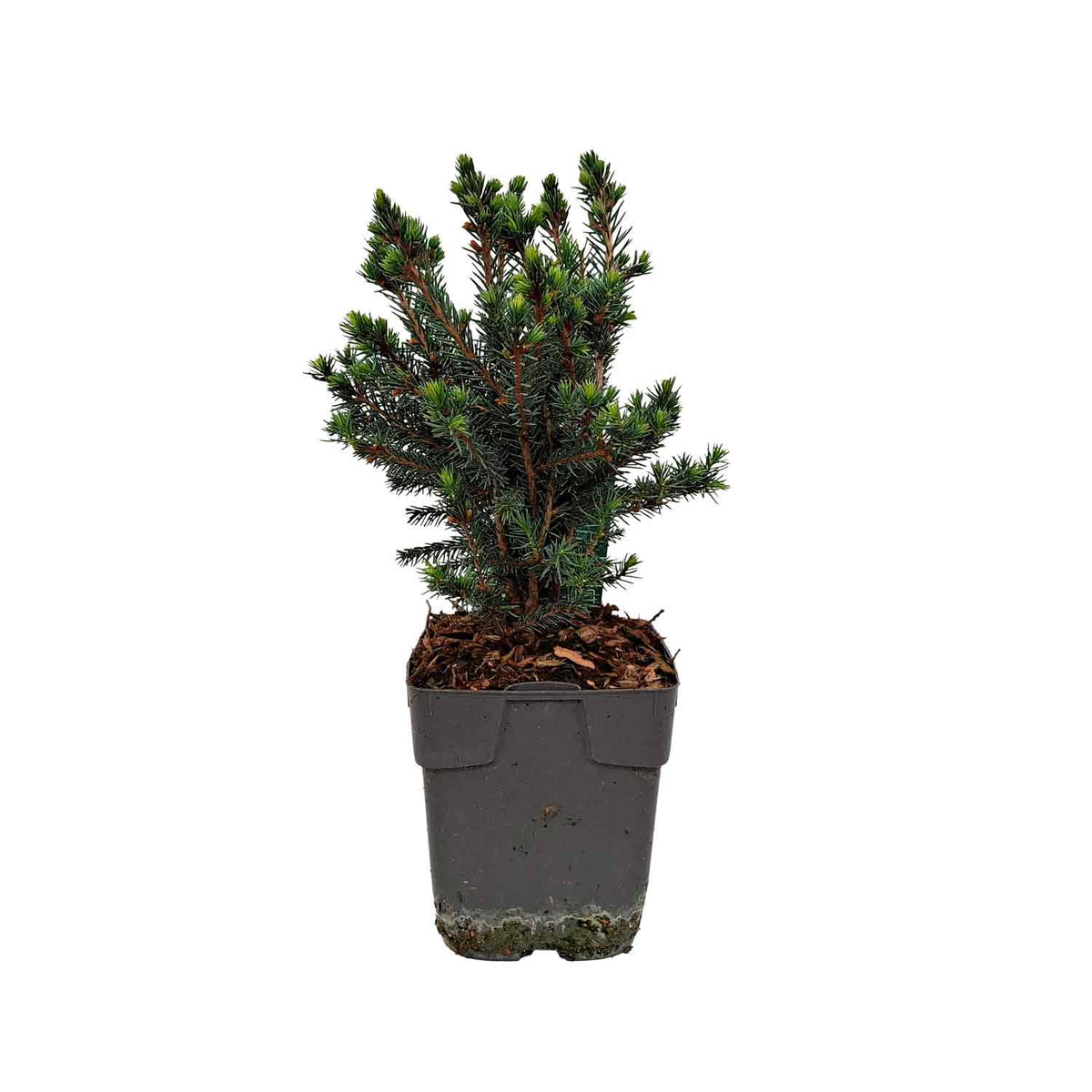 Picea glauca 'Echiniformis' C1