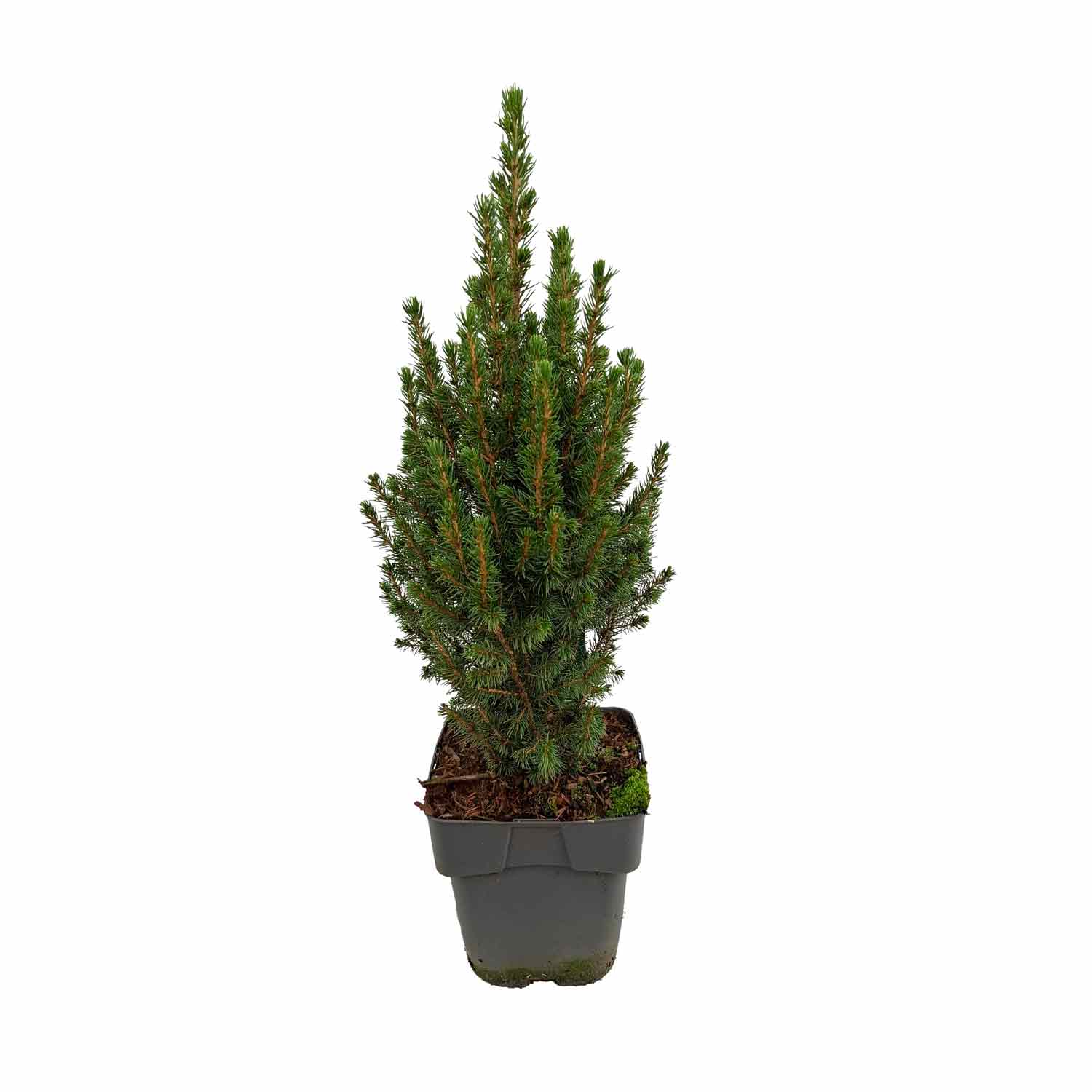 Picea glauca 'Perfecta' (pbr) C2 30-40 cm
