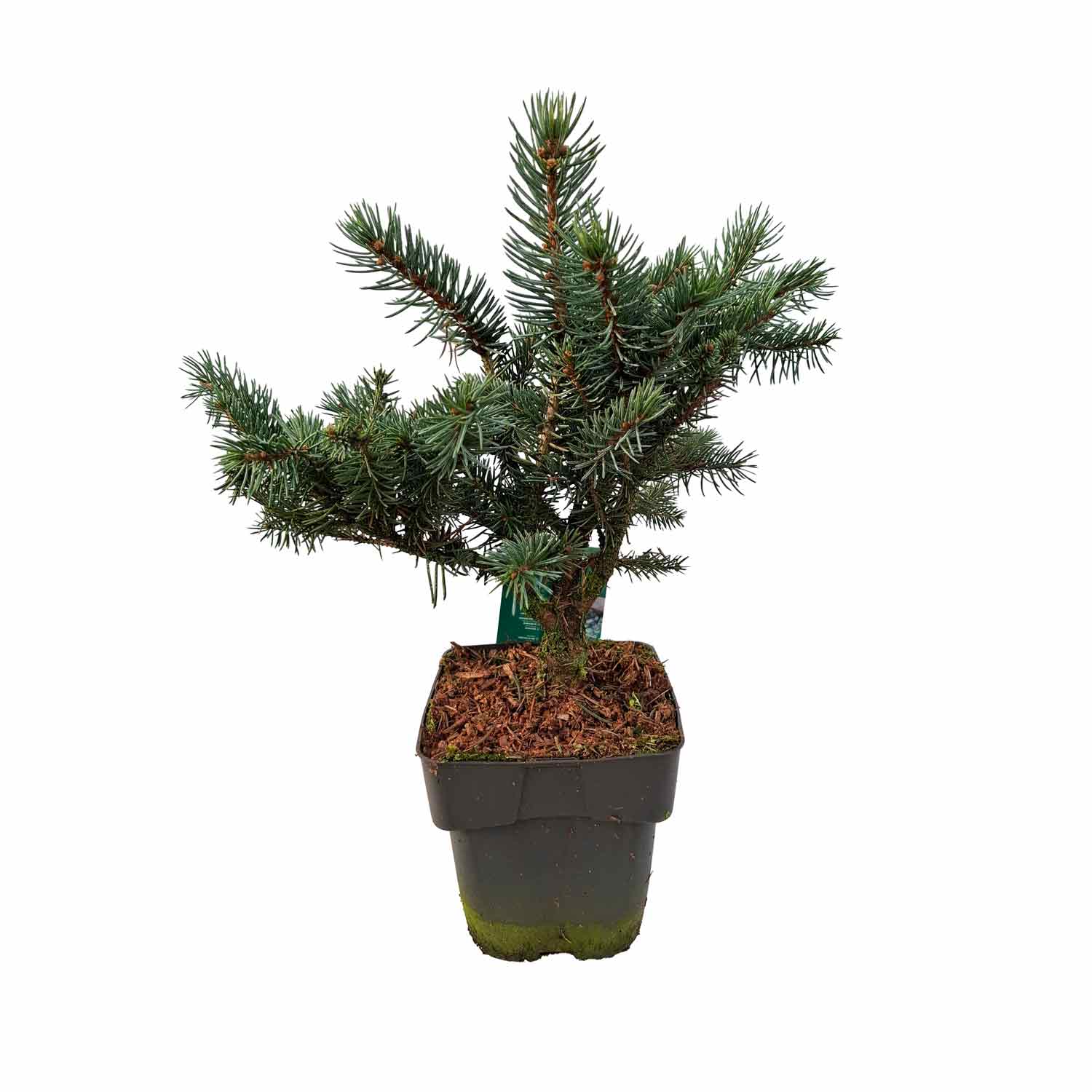Picea pungens 'Karpaten' (R) C3 25-30 cm