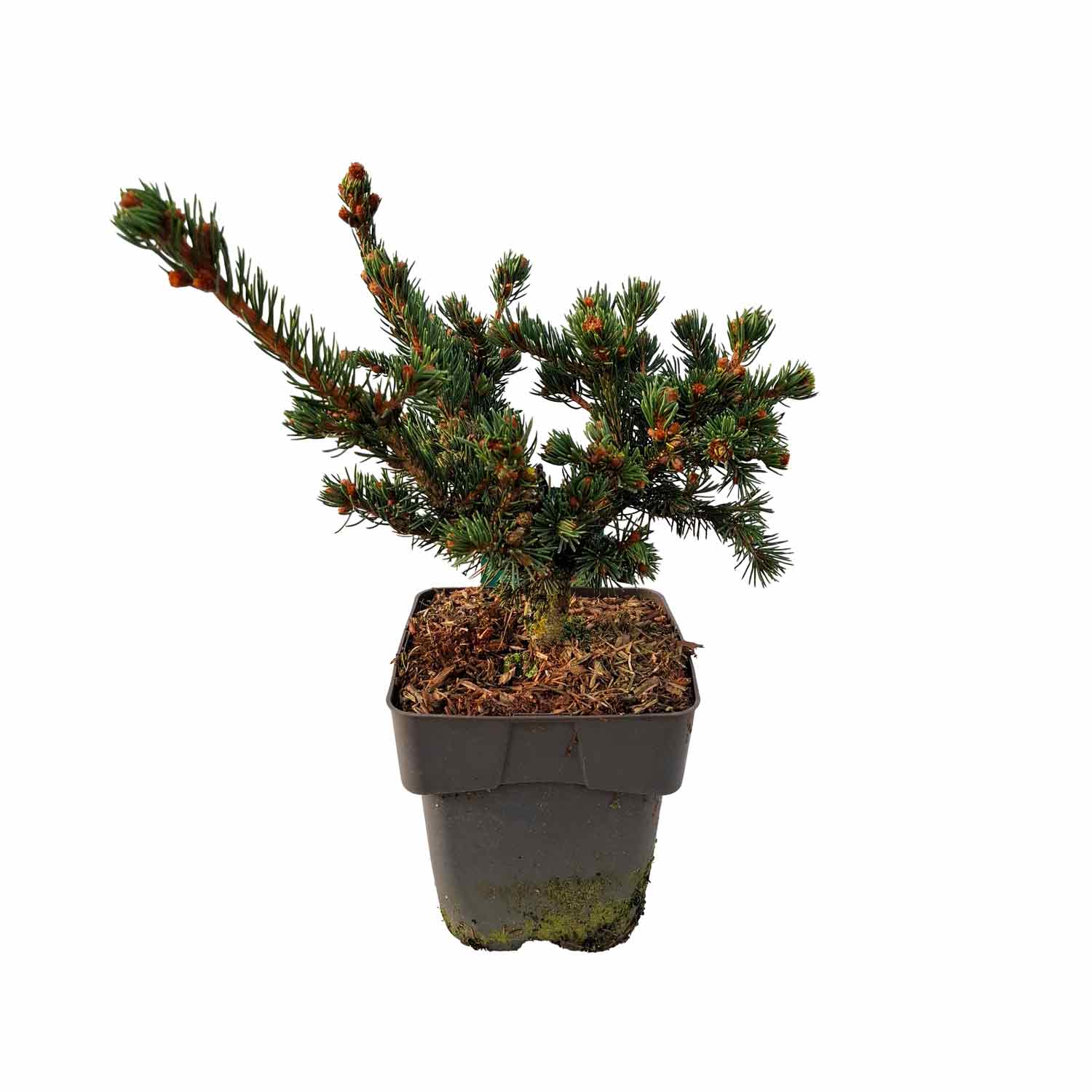 Picea pungens 'Lucky Strike' C3