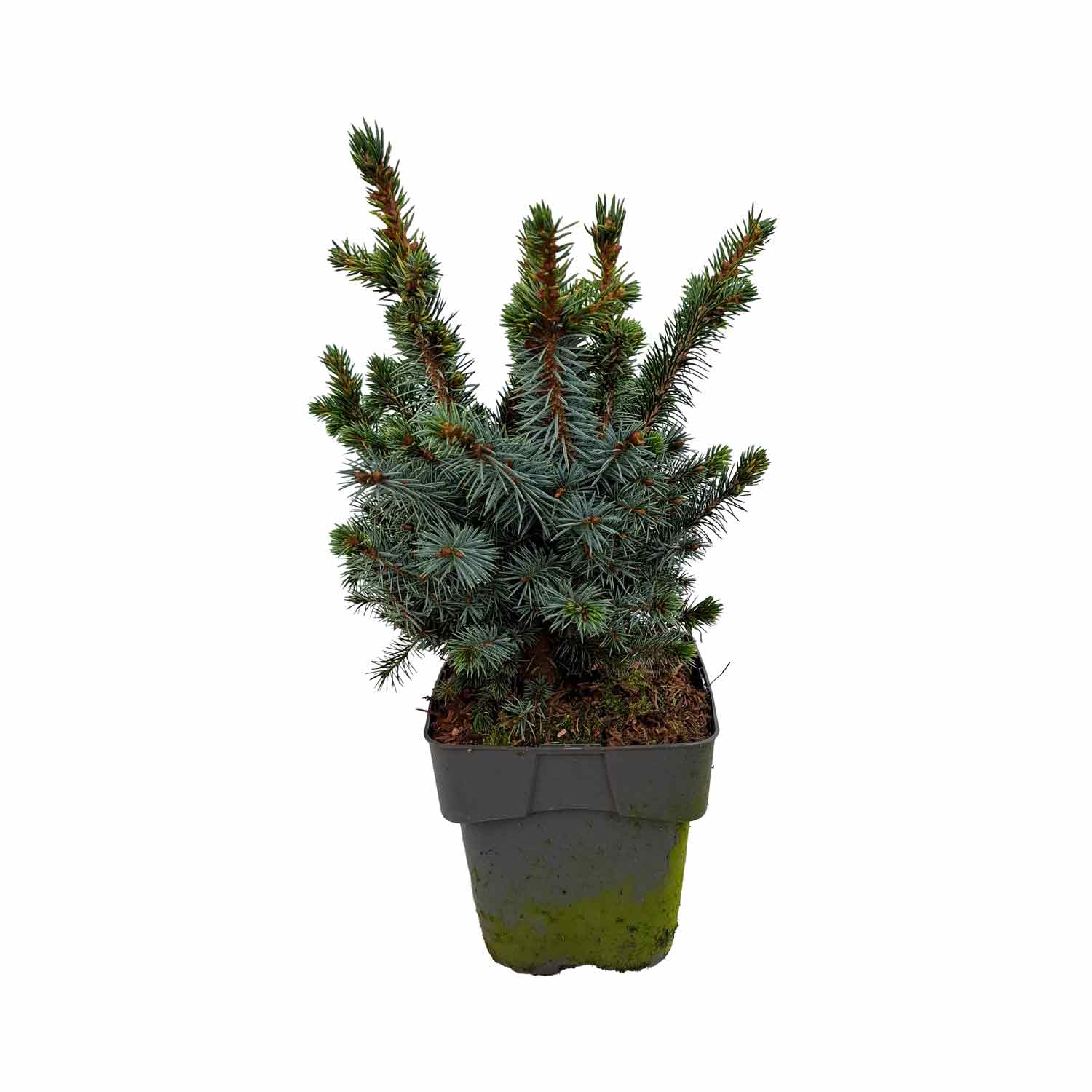 Picea sitchensis 'Tenas' C2