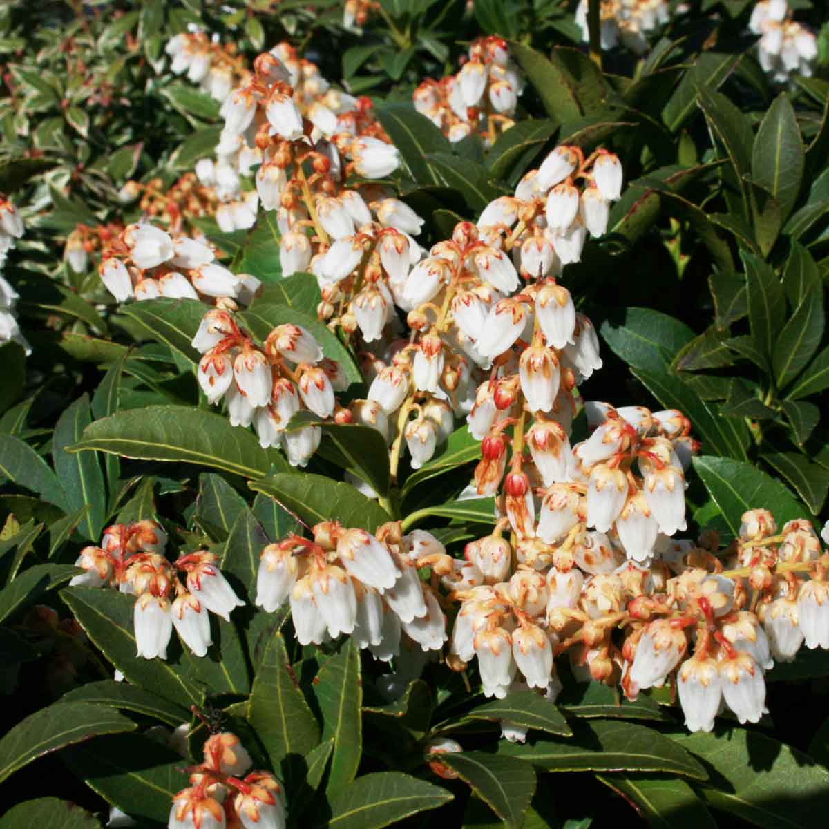 Pieris jap. 'Cupido' 30/40 C5