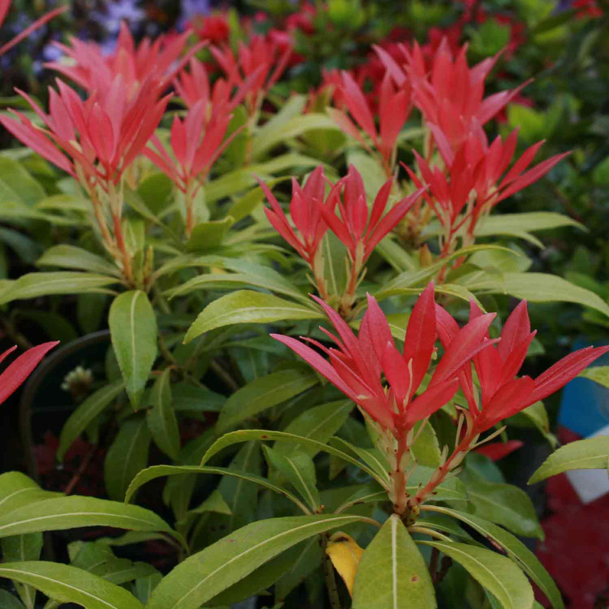 Pieris japonica 'Forest Flame' 30/40 C5