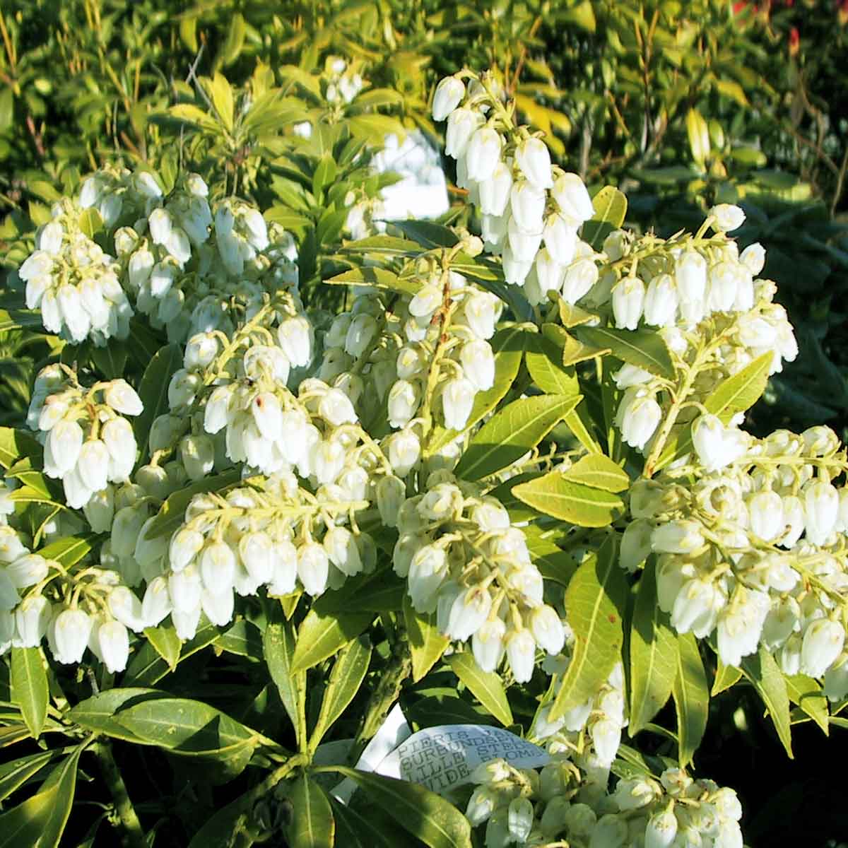 Pieris jap. 'Purity' 30/40 C5