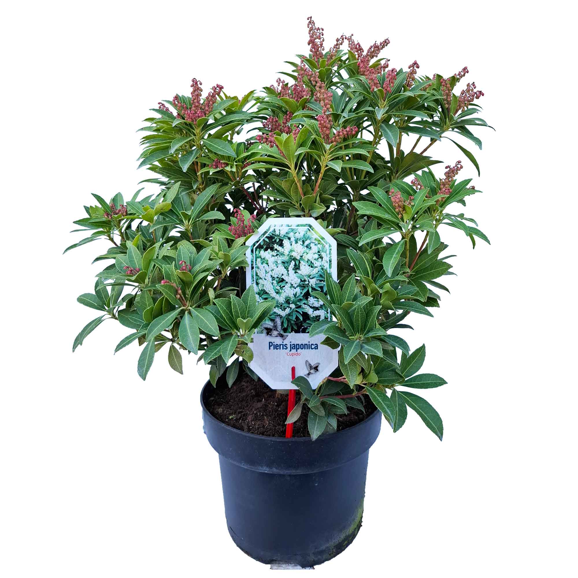 Pieris jap. 'Cupido' 30/40 C5