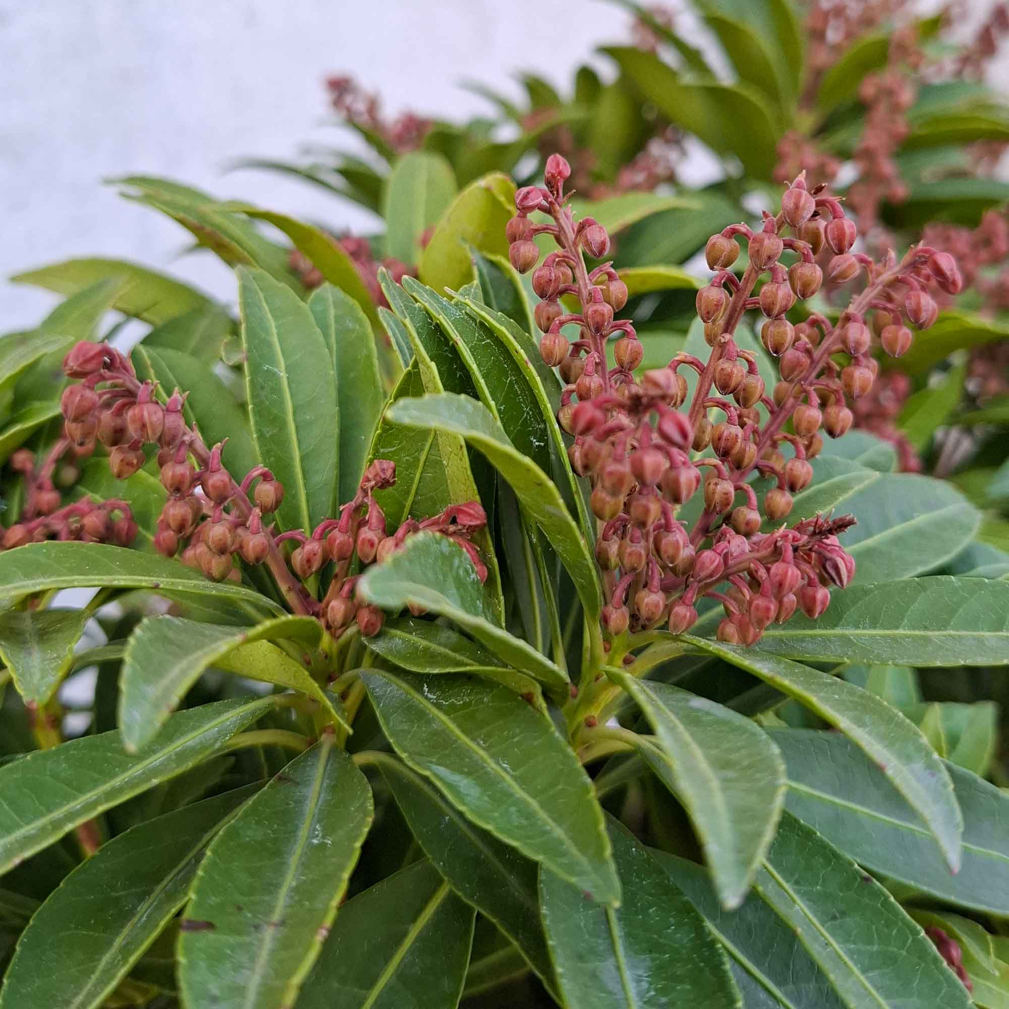 Pieris jap. 'Cupido' 30/40 C5