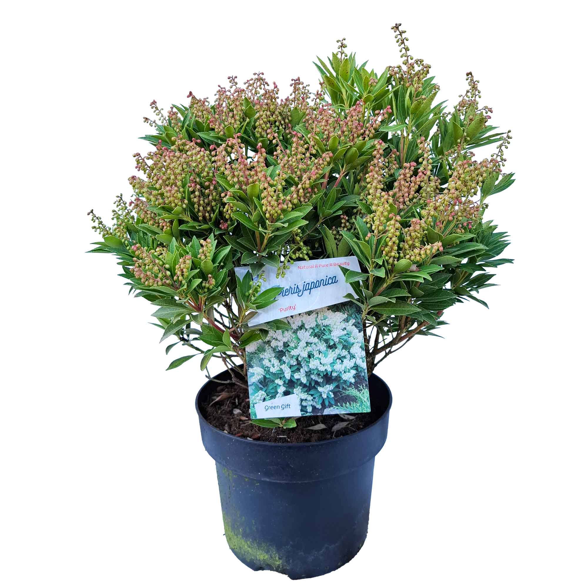 Pieris jap. 'Purity' 30/40 C5