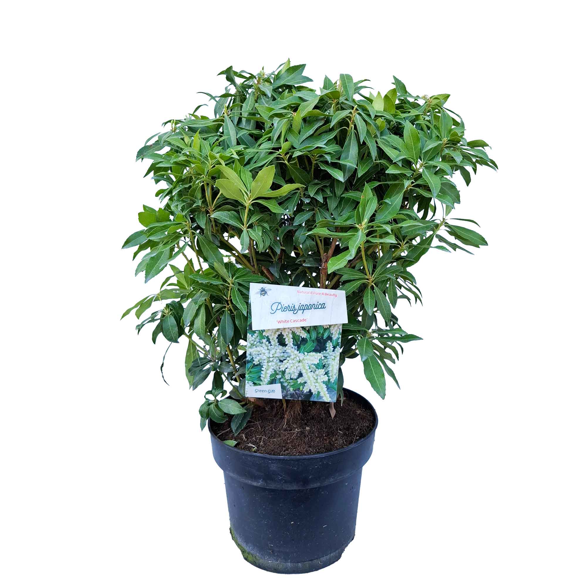 Pieris jap. 'White Cascade' 30/40 C5