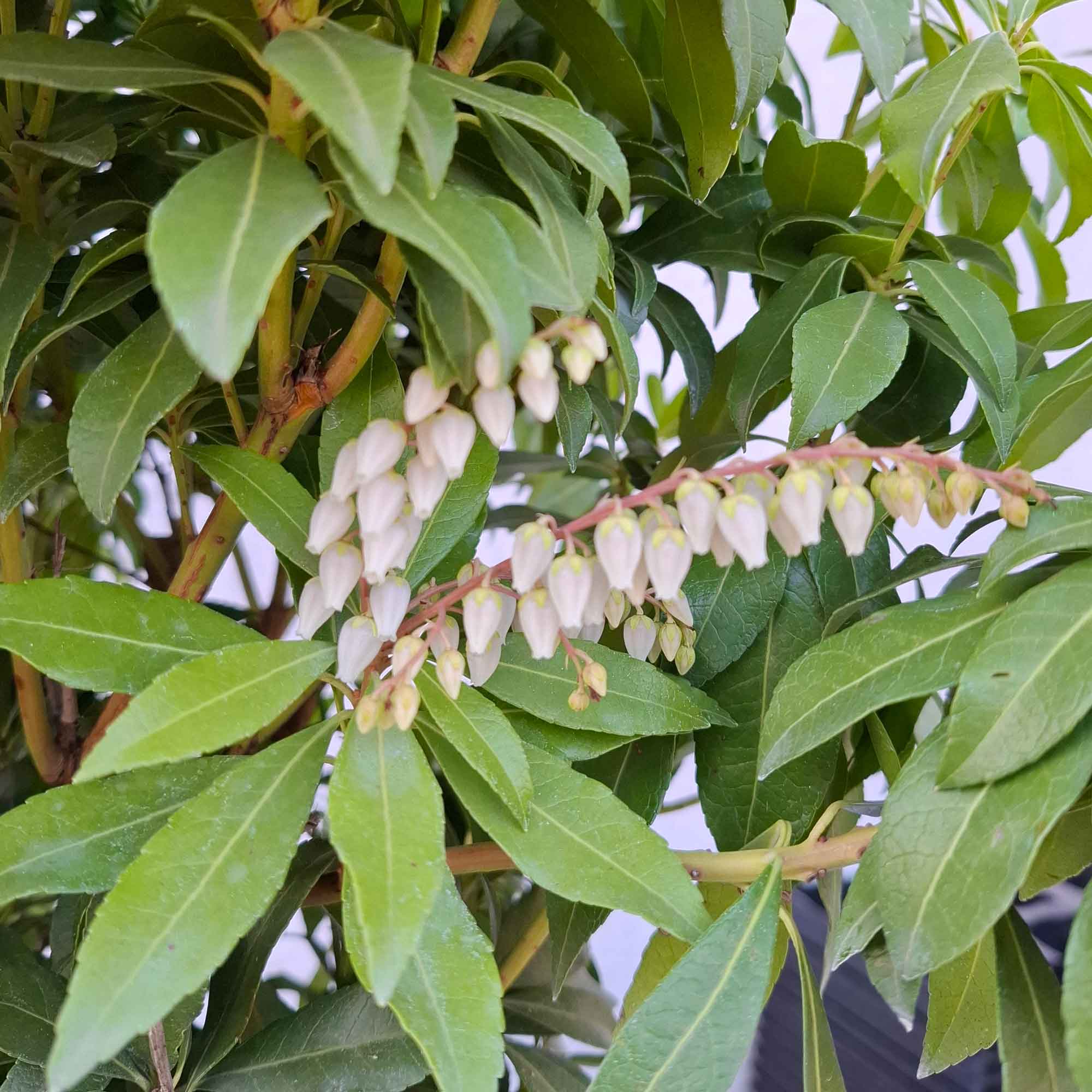 Pieris jap. 'White Cascade' 30/40 C5