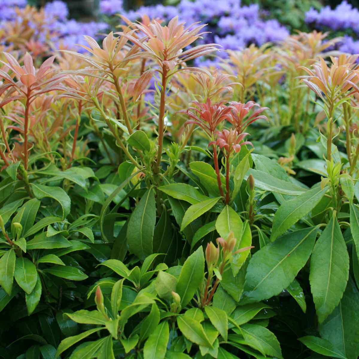 Pieris jap. 'White Cascade' 30/40 C5