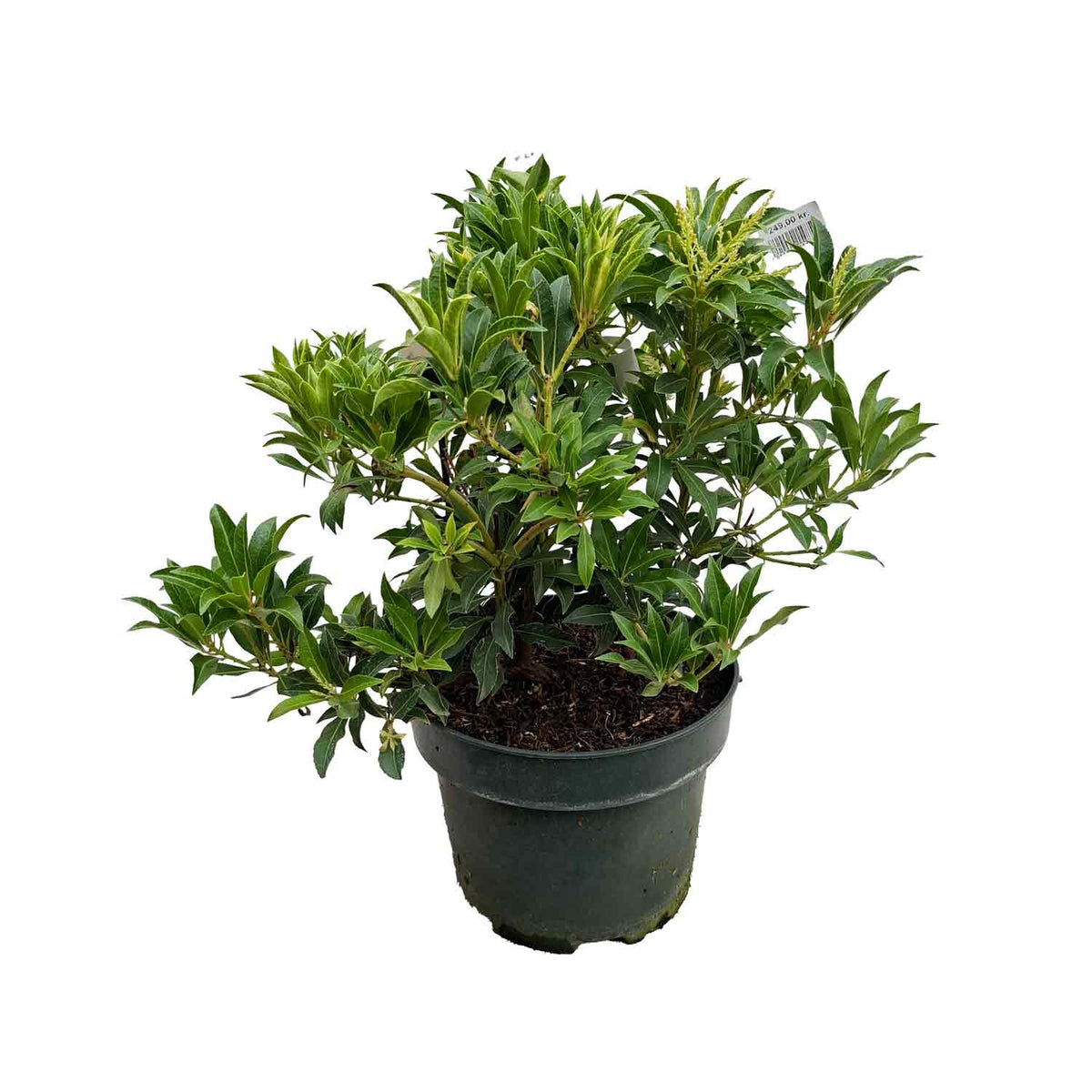 Pieris japonica 'Forest Flame' 30/40 C5