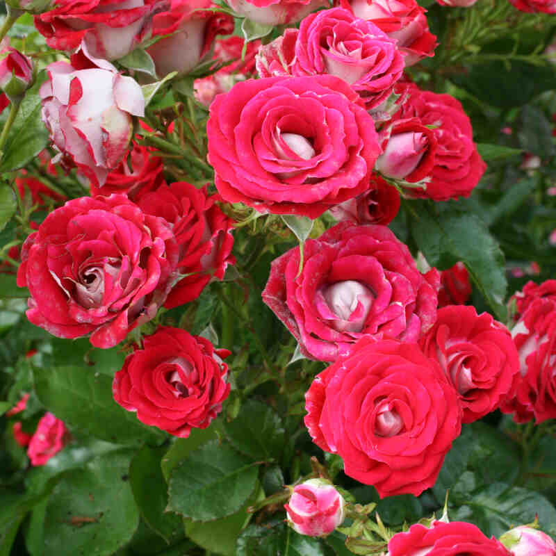 Rose 'The Girl from Funen'