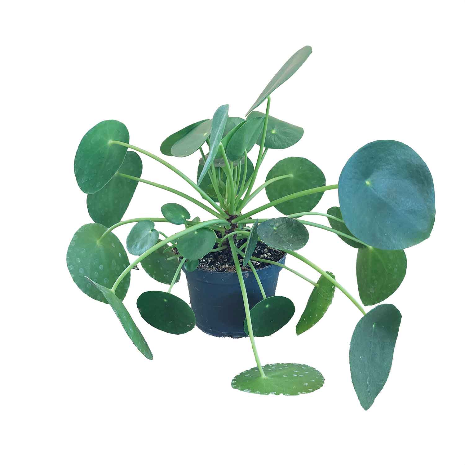 Pilea peperomioides 12cm