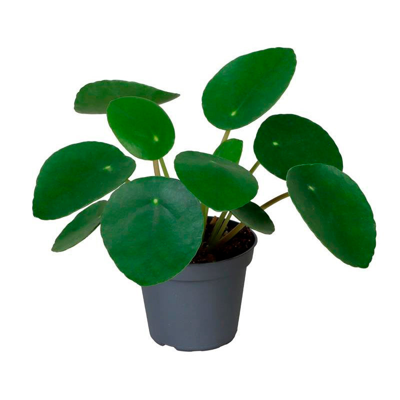 Pilea peperomioides 6cm