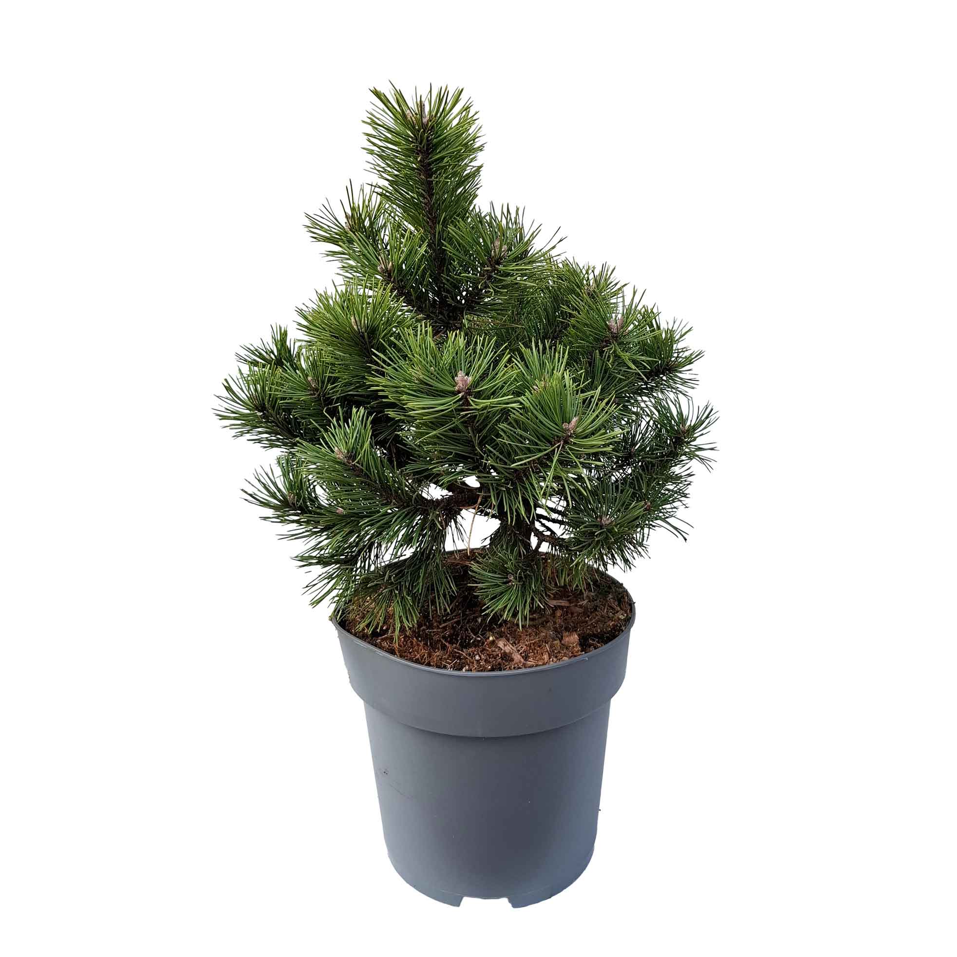 Pinus mugo 'Gnome' C7 30-40 CM
