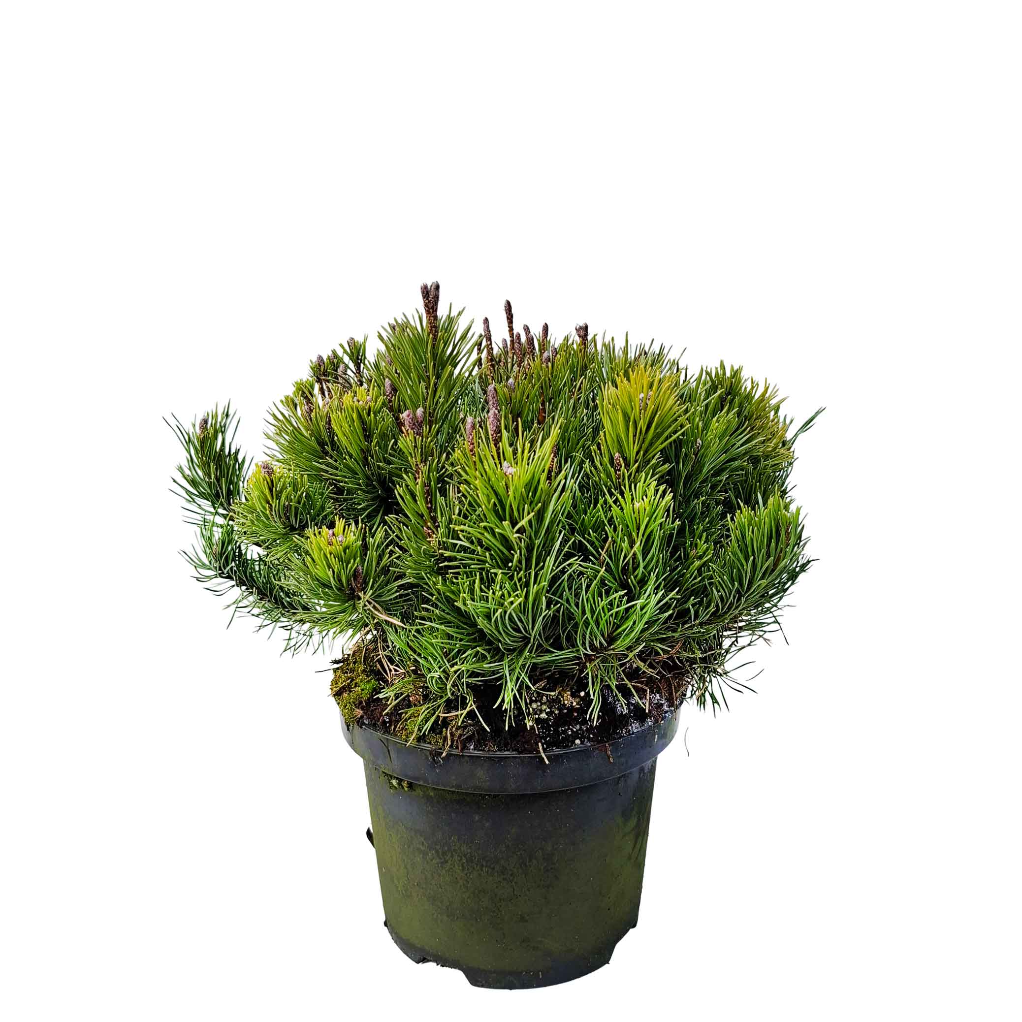 Pinus mugo pumilio 20-25 C2