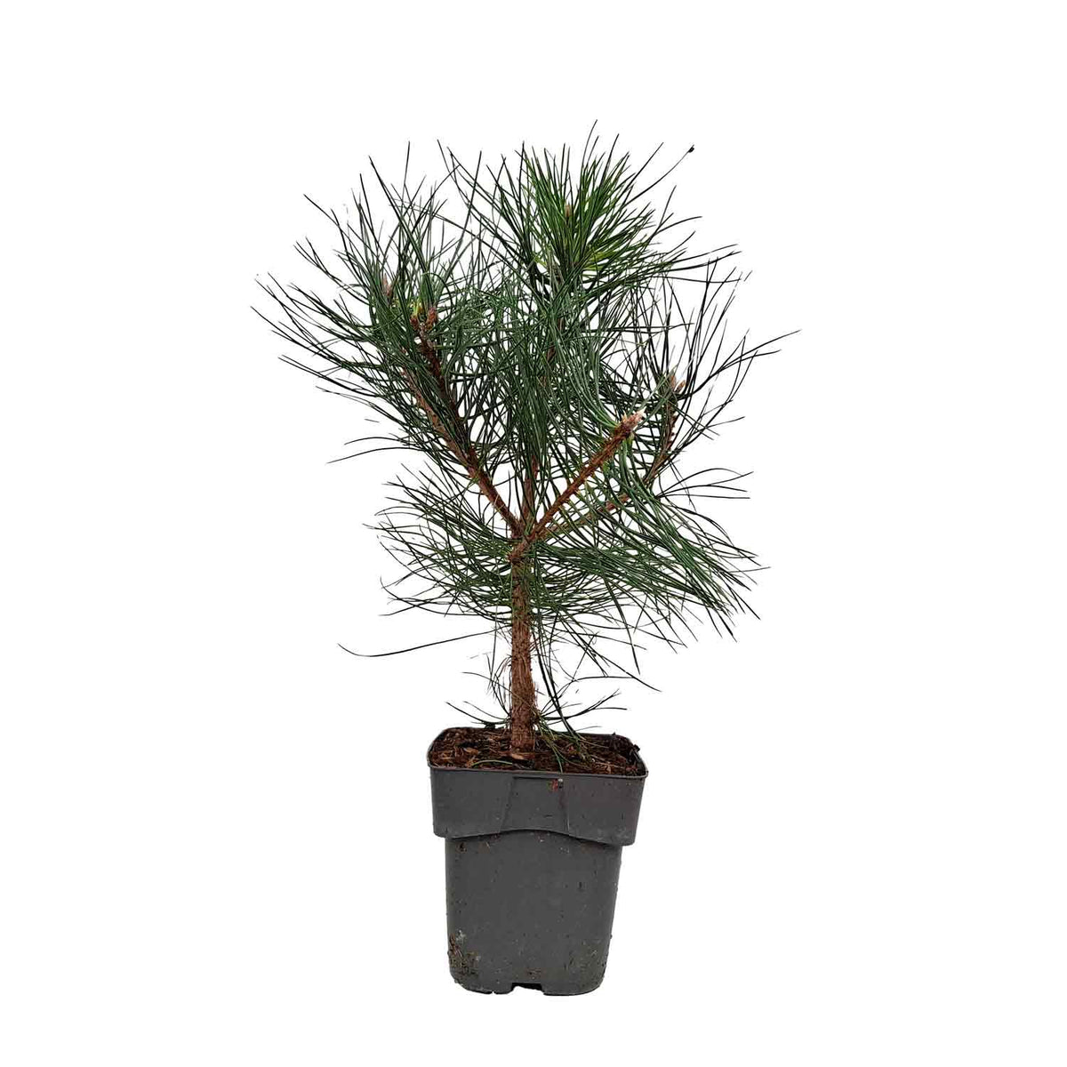 Pinus mugo uncinata C2 30-35cm
