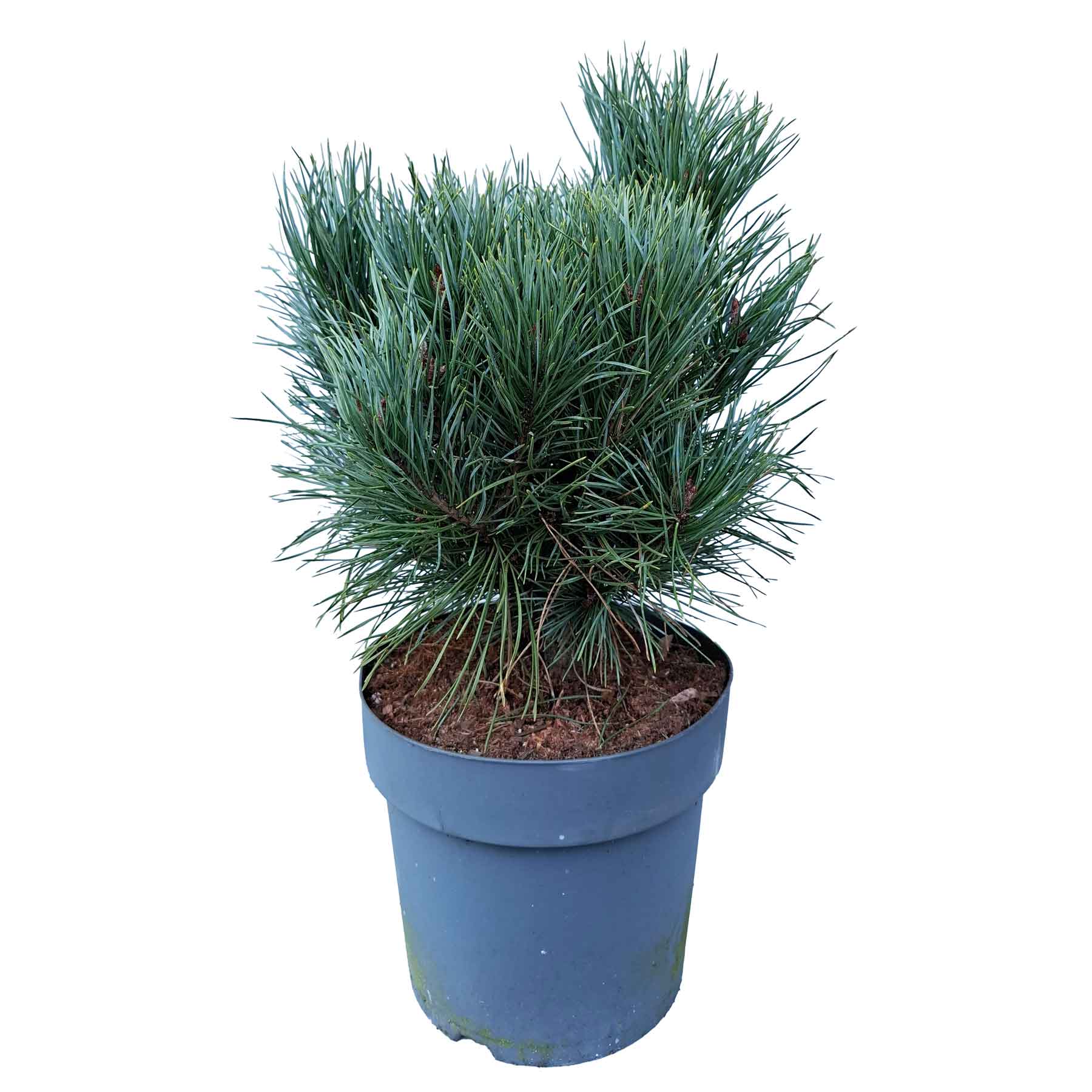 Pinus sylve. 'Watereri' C7 30-40 CM