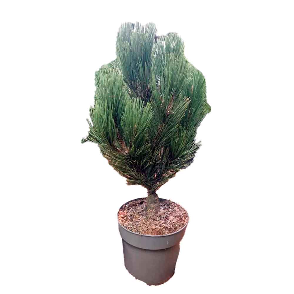 Pinus heldreichii 'Fastigiata' C7 30-40 CM