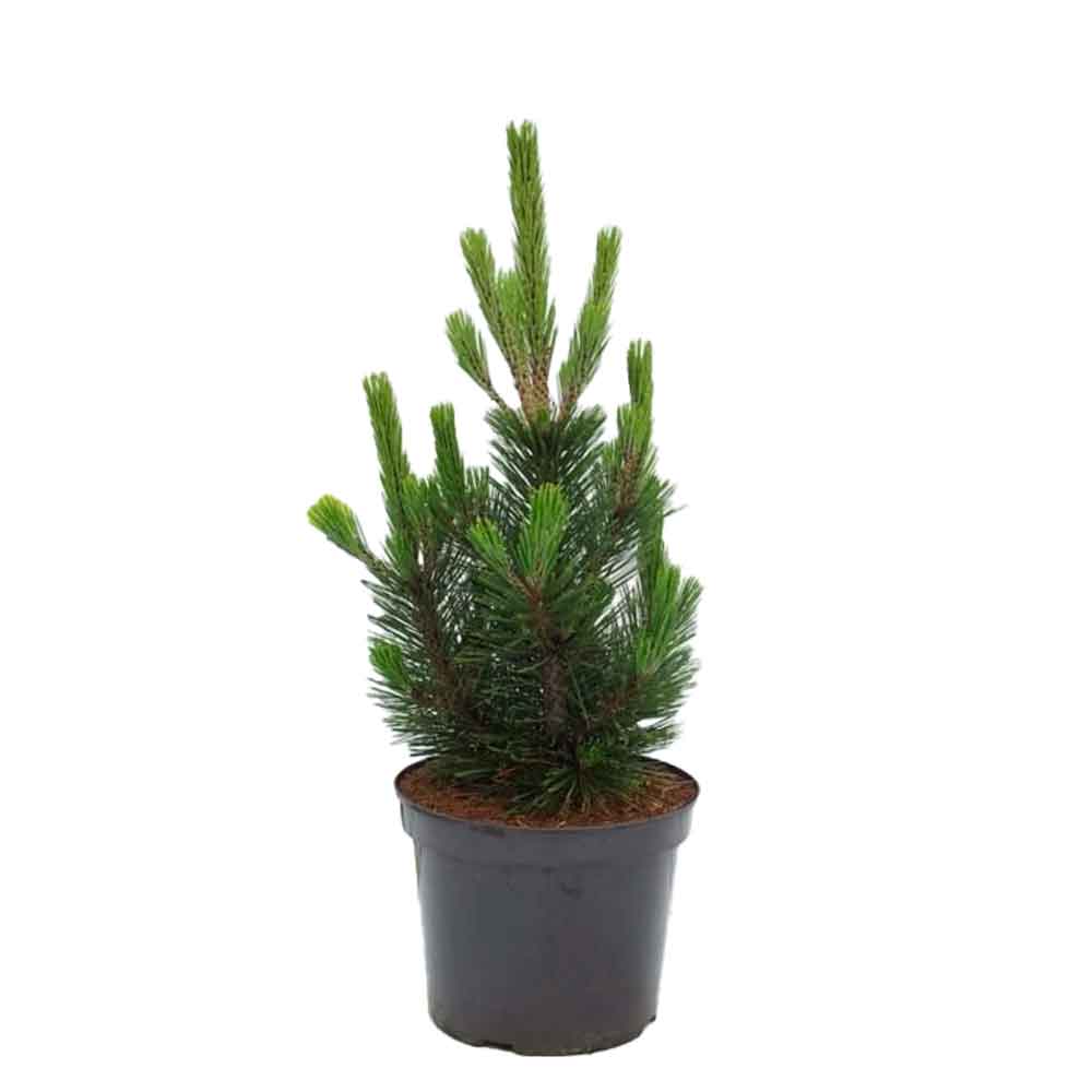 Pinus heldreichii 'Little Dracula' C7 40-50 CM