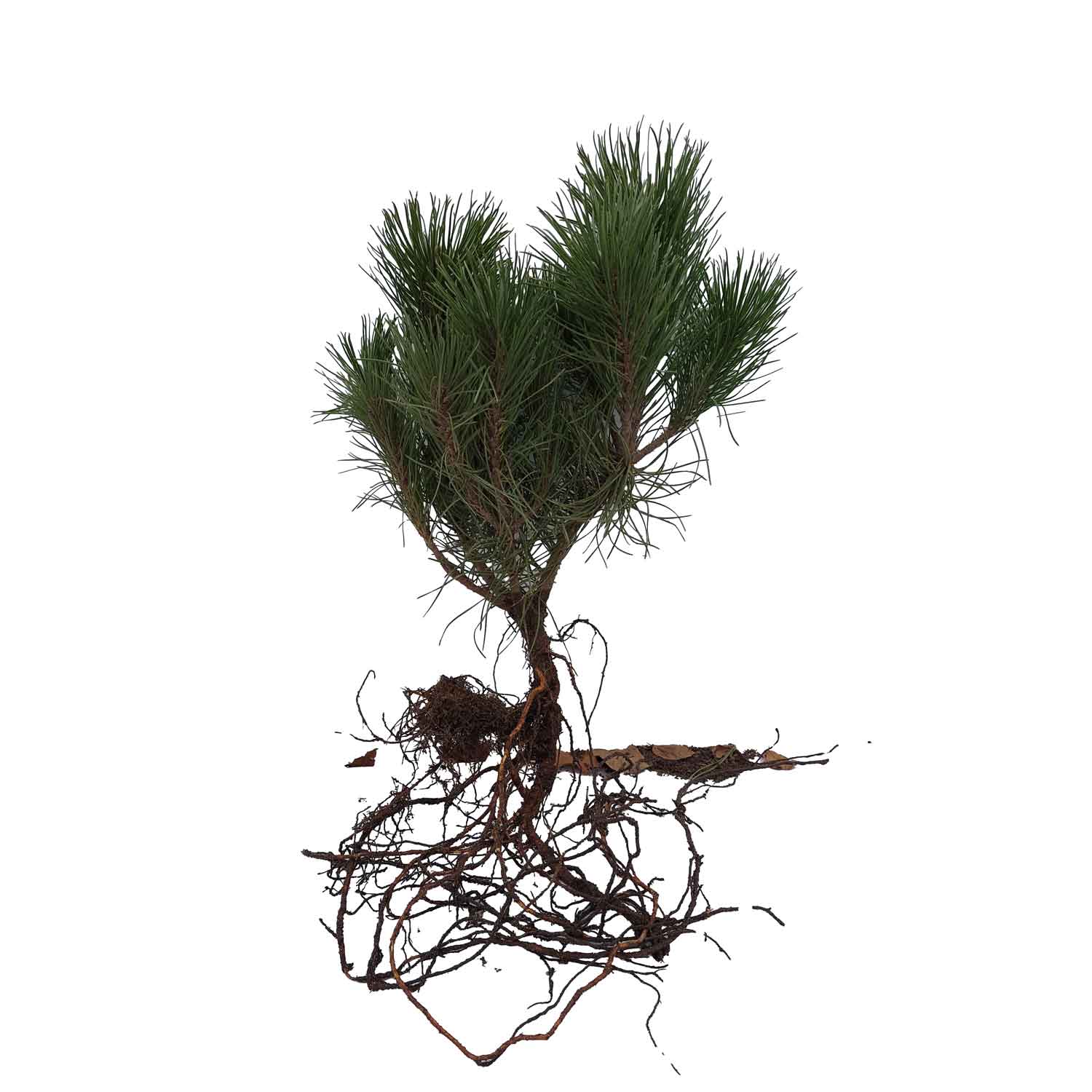 Bjergfyr - Pinus mugo 2/2 20-40