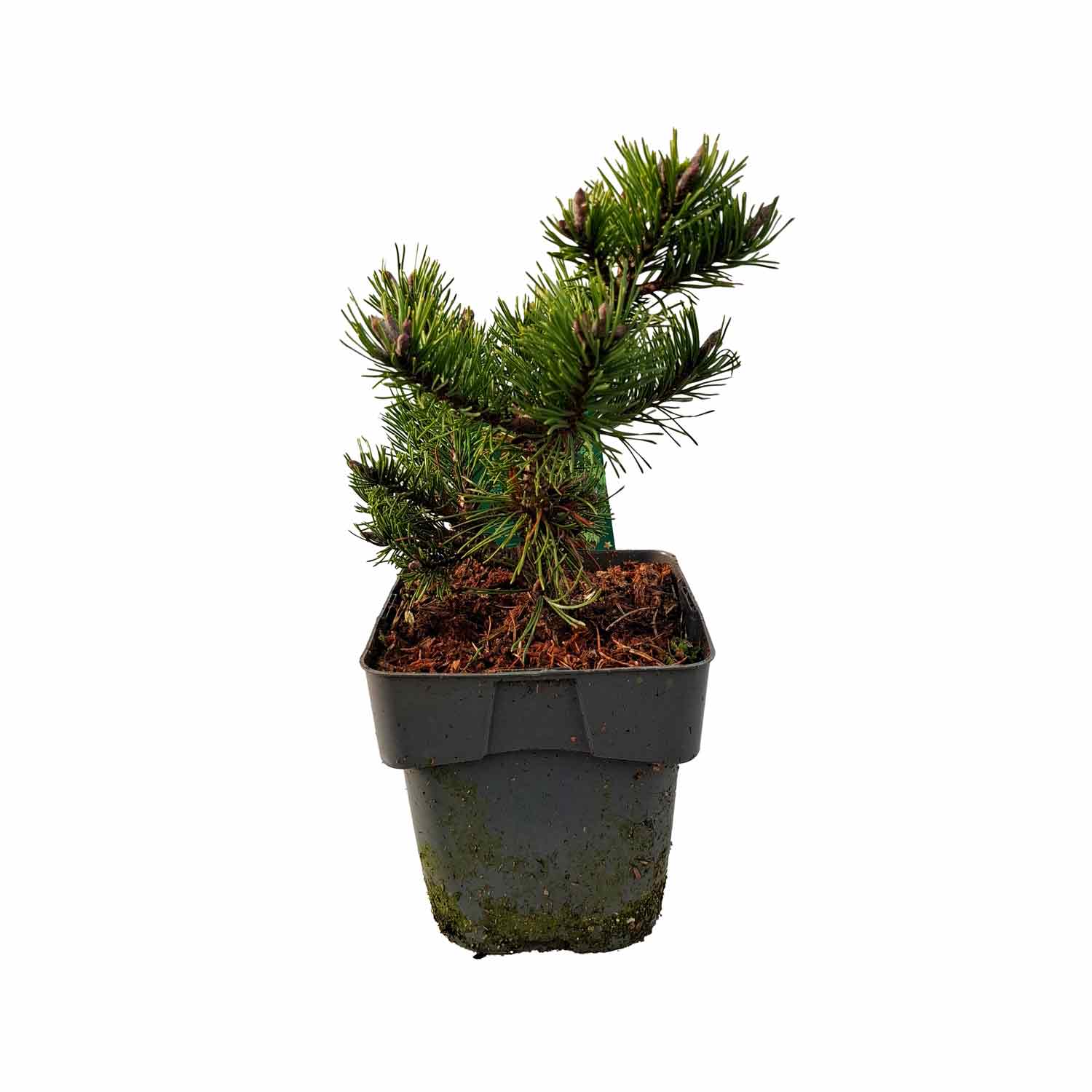 Pinus mugo 'Klostergrun' C2