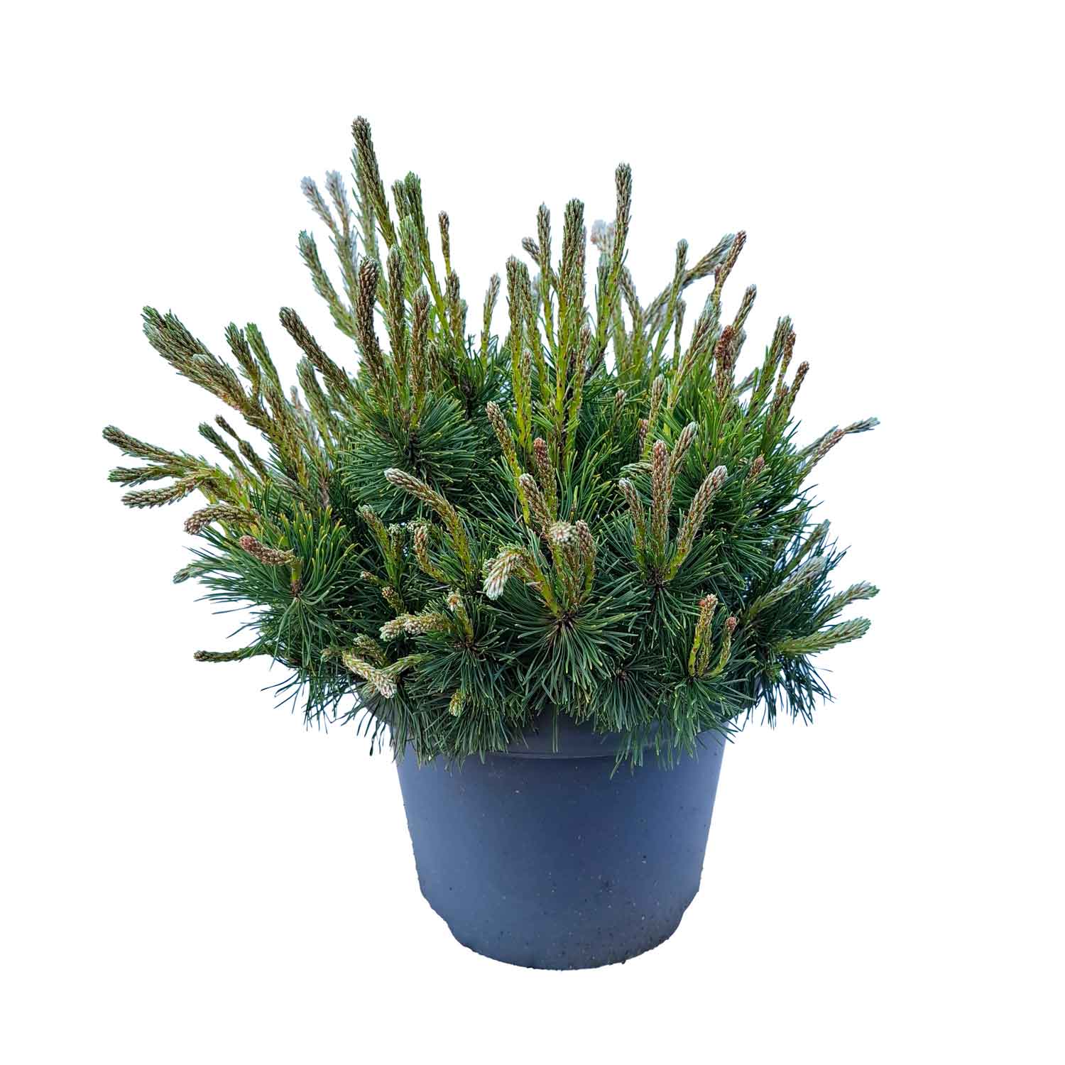 Pinus mugo mughus 30/- C5