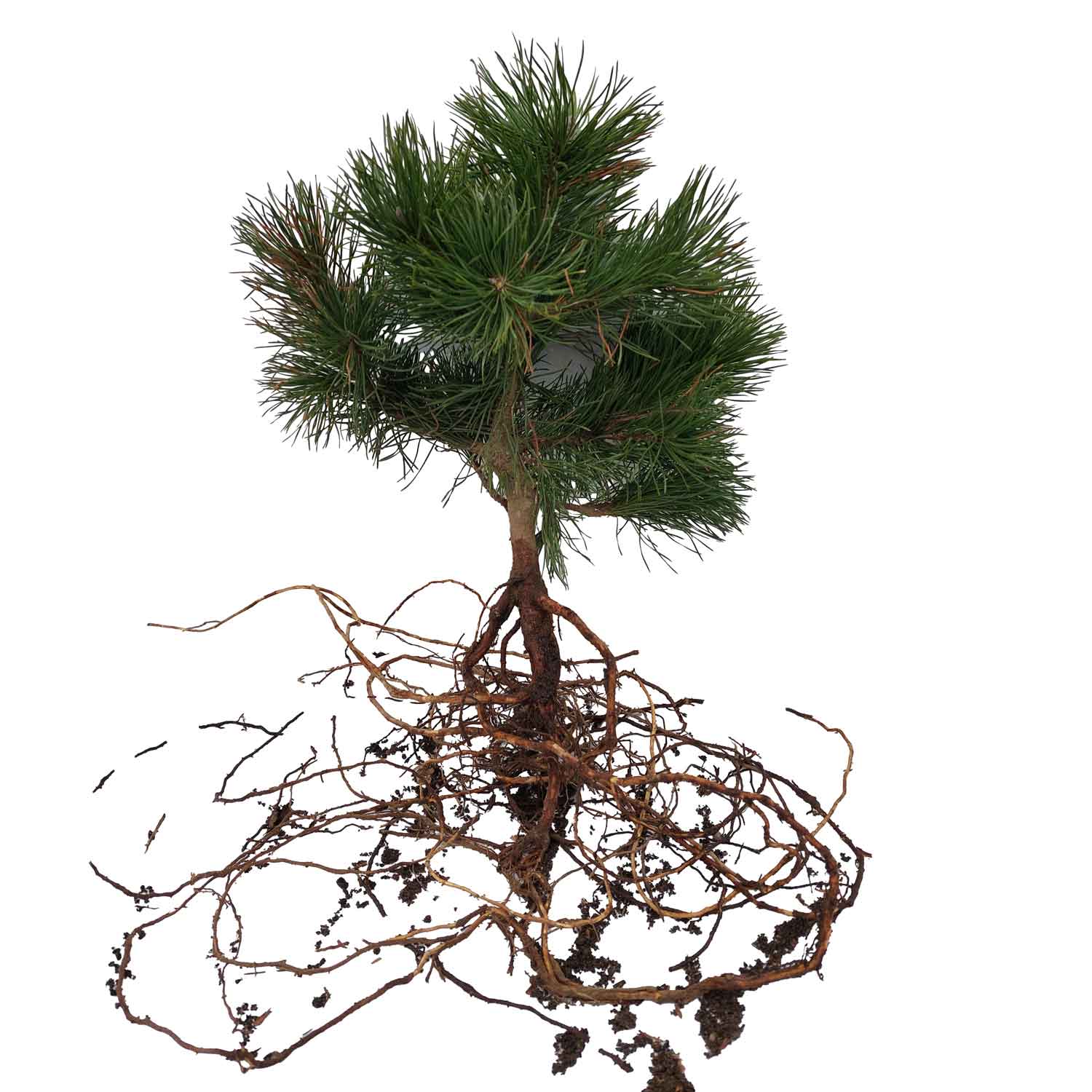 Franks bjergfyr - Pinus uncinata 2/2 20-40 cm