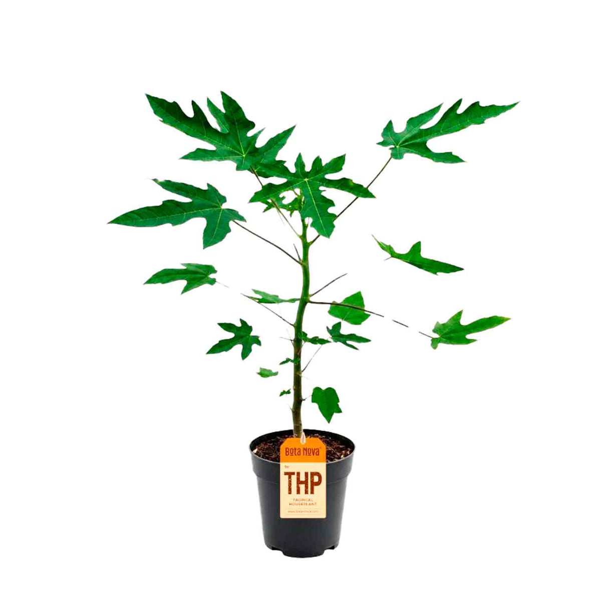 Carica Papaya 14cm