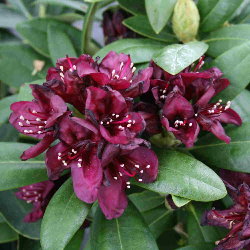 Rhododendron 'Polarnacht' 30/40 C5