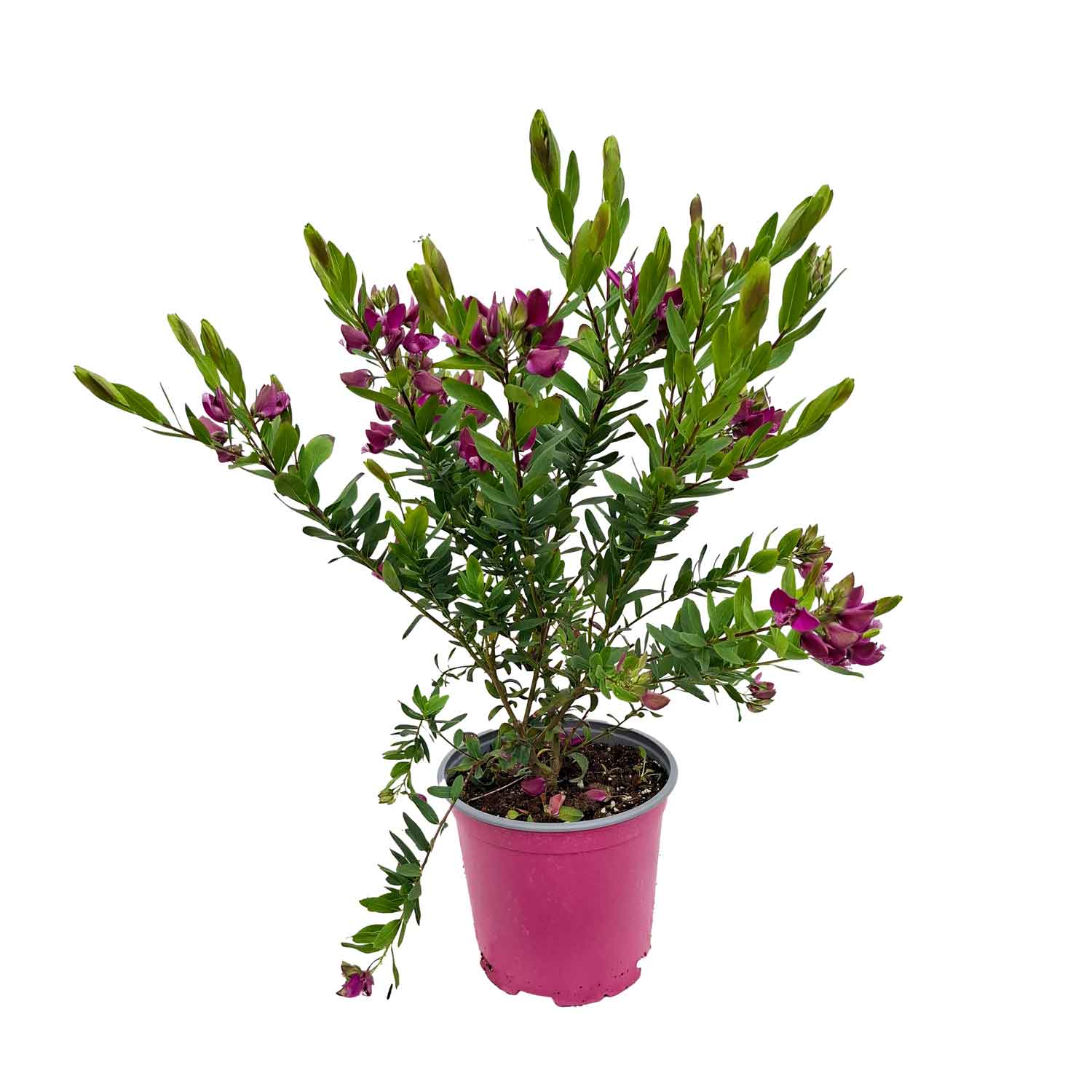 POLYGALA MYRTIFOLIA BUSH D19