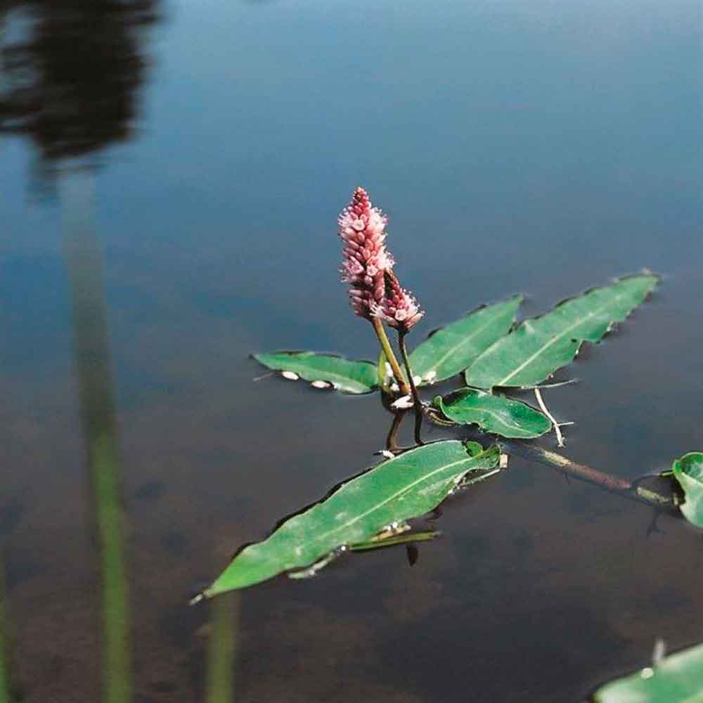 Polygonum amphibium P9