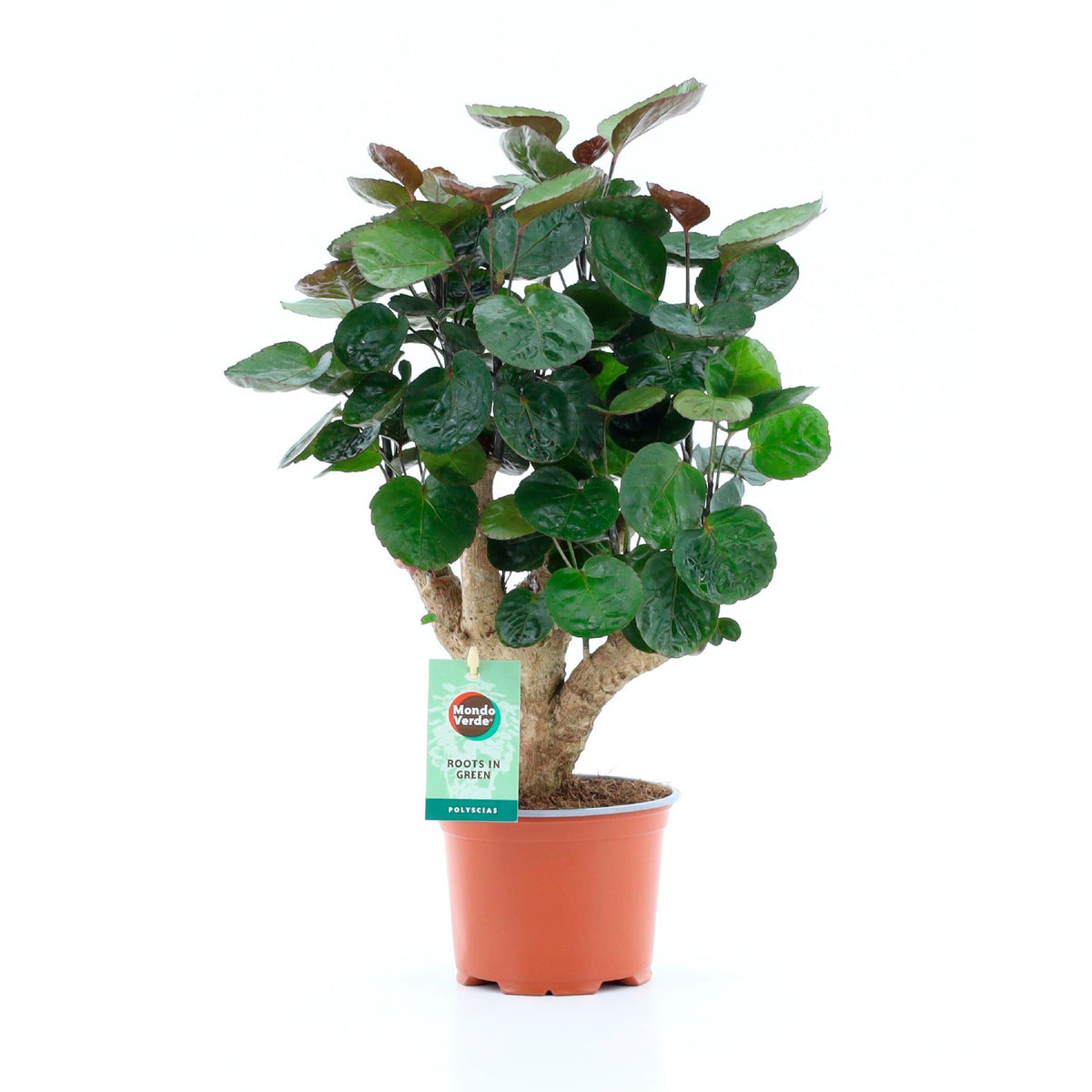 Polyscias 'Fabian' 12cm