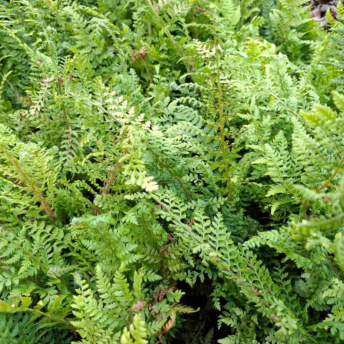 Polystichum set. 'Proliferum' P9
