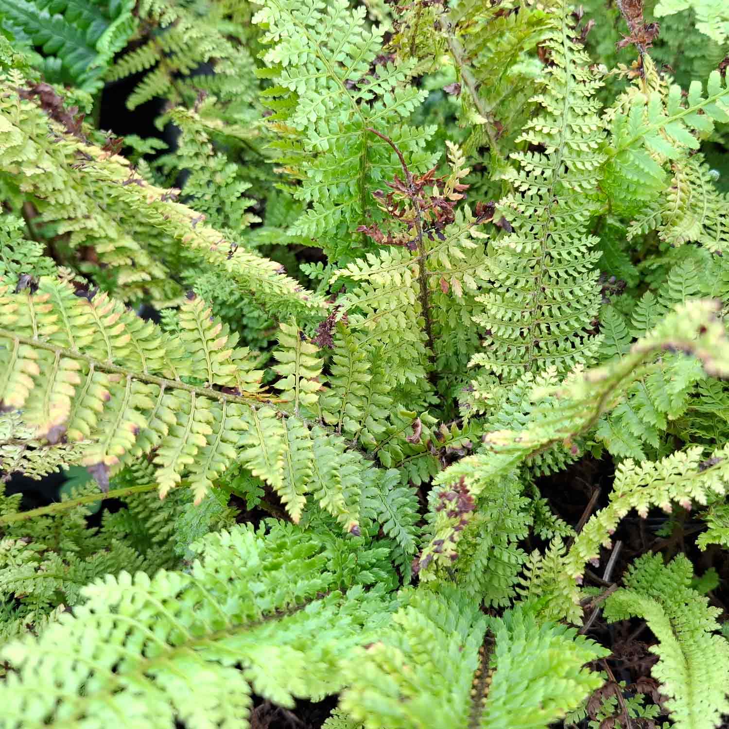 Polystichum set. 'Plumosum' P9