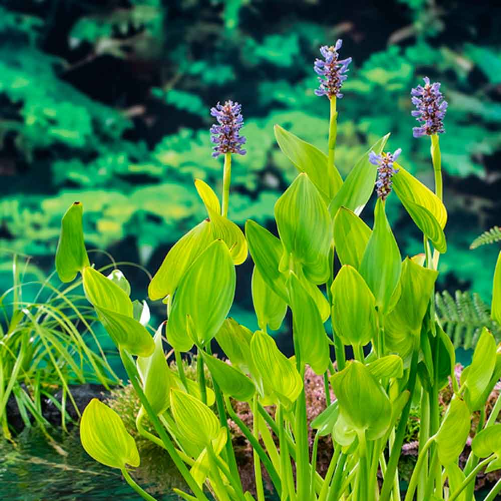 Pontederia cordata P9