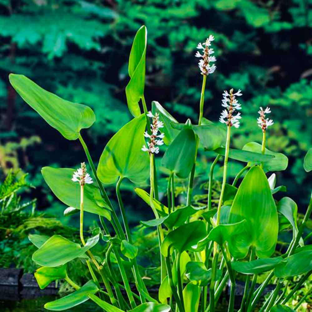 Pontederia cordata 'Alba' P9