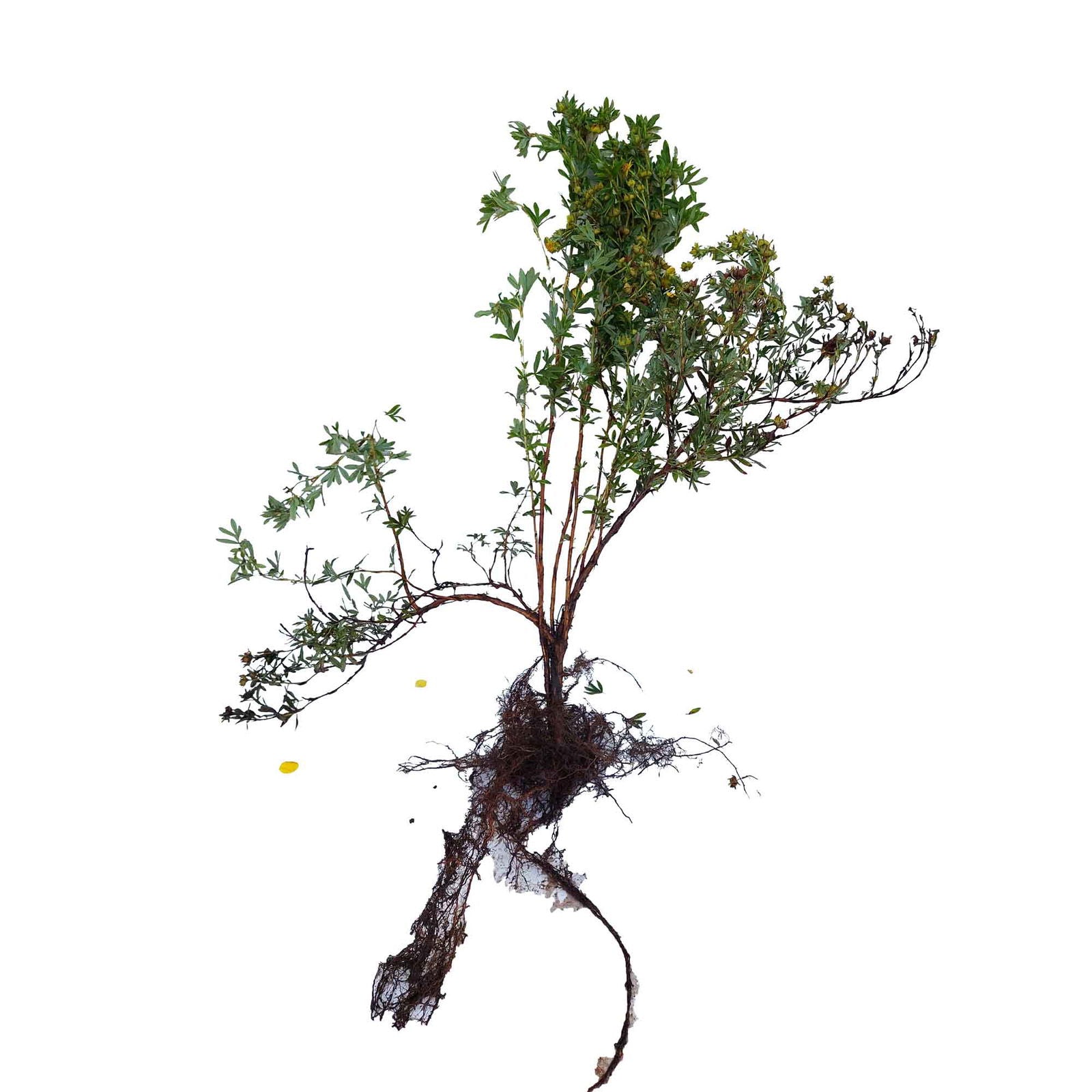 Potentilla frut. Goldfinger 0/1/2H 40-60