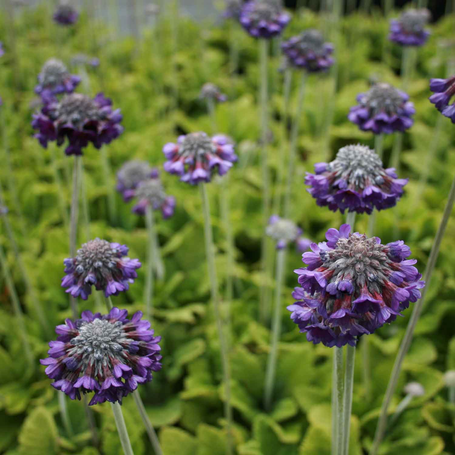 Primula capitata mooreana P9
