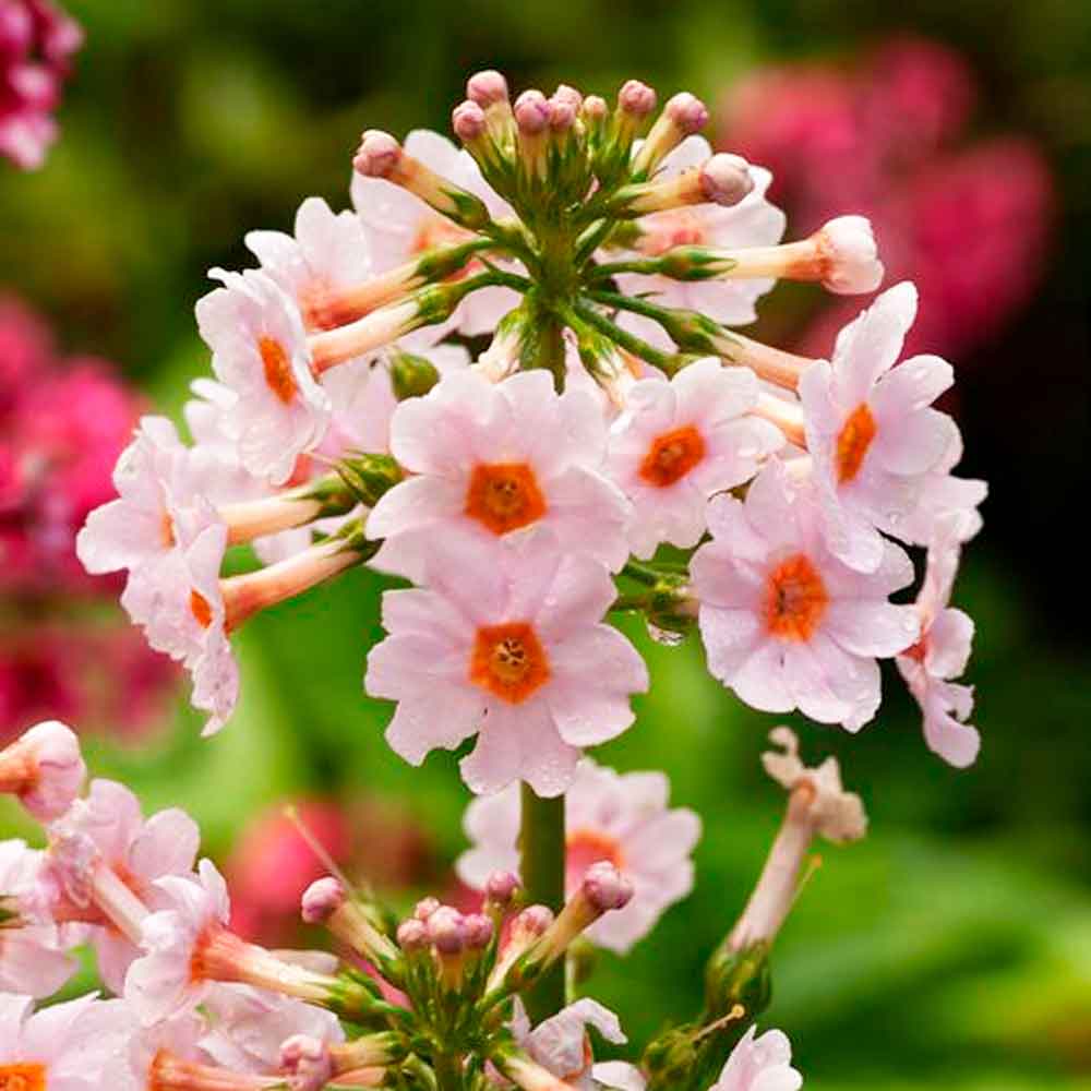 Primula japonica Appleblossom P9